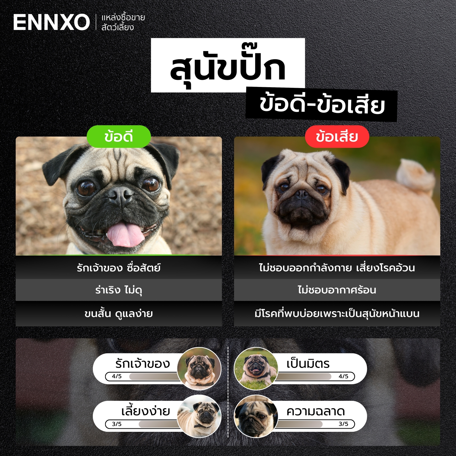 หมาปั๊ก ข้อดี ข้อเสียมีอะไรบ้าง