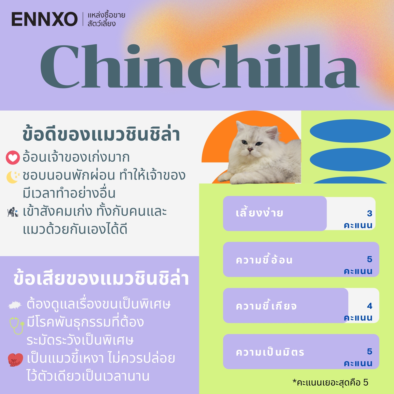 รู้จักแมวชินชิล่า Chinchilla 