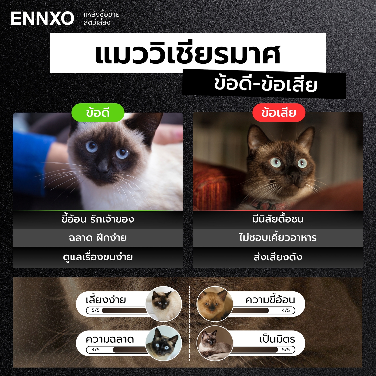 แมววิเชียรมาศมีข้อดี ข้อเสียยังไง รู้ก่อนเลี้ยง