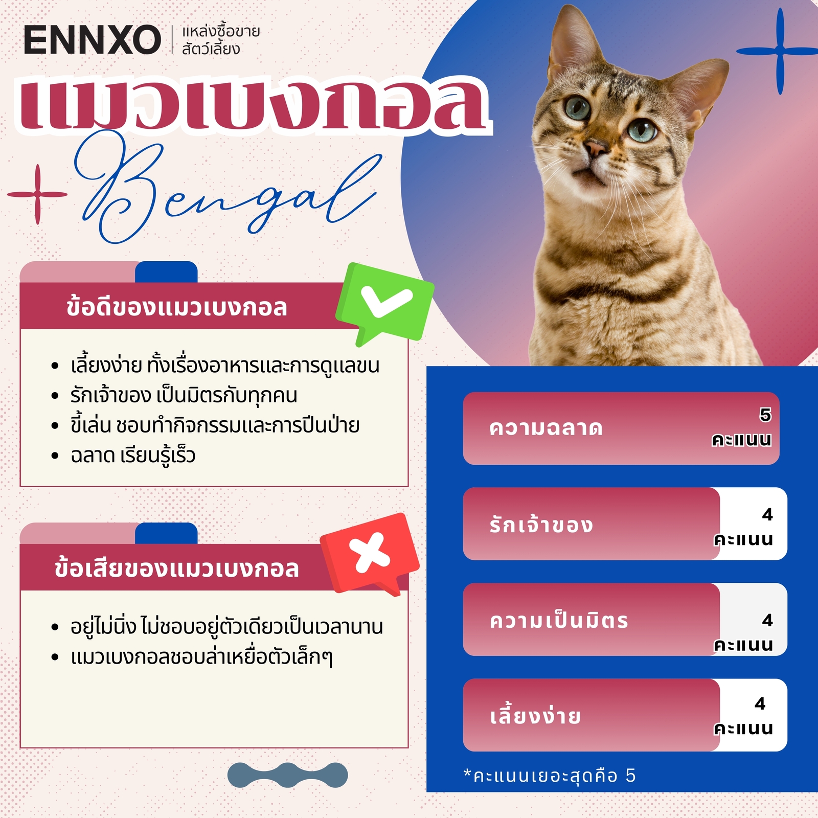 ข้อมูลเกี่ยวกับแมวเบงกอล (Bengal Cat)