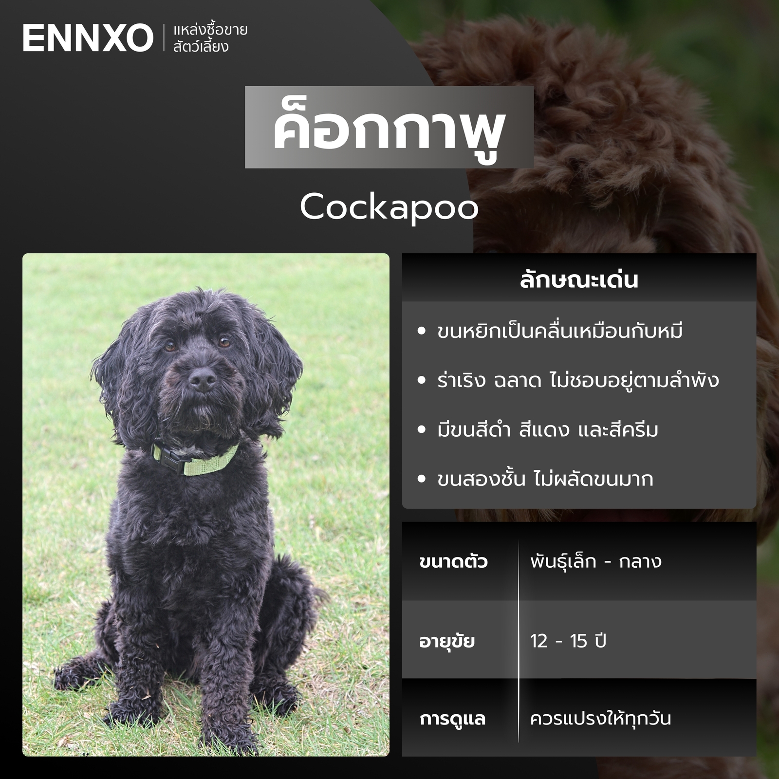 สุนัขค็อกกาพู หมาขนหยิก