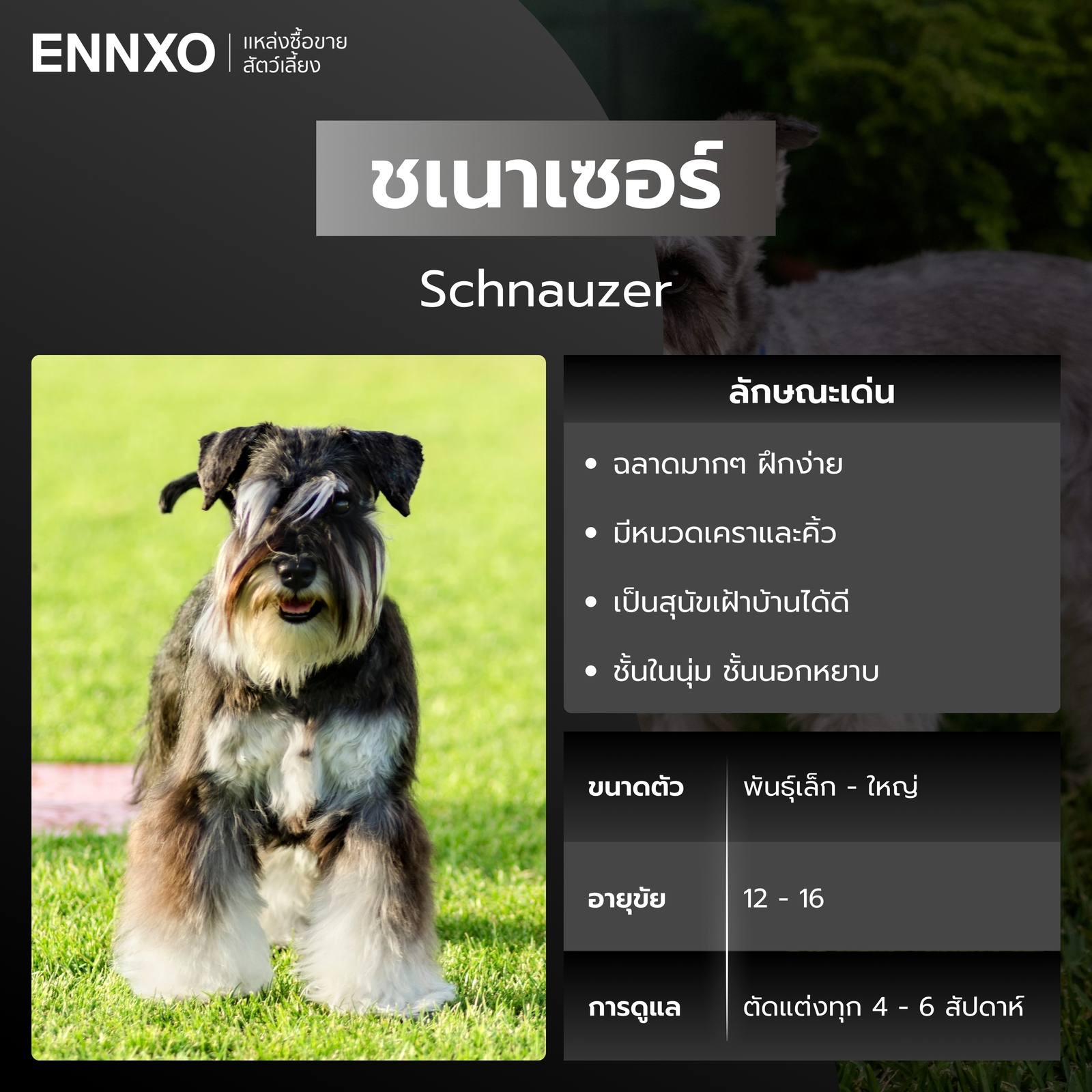 สุนัขชเนาเซอร์ หมาขนหยิก