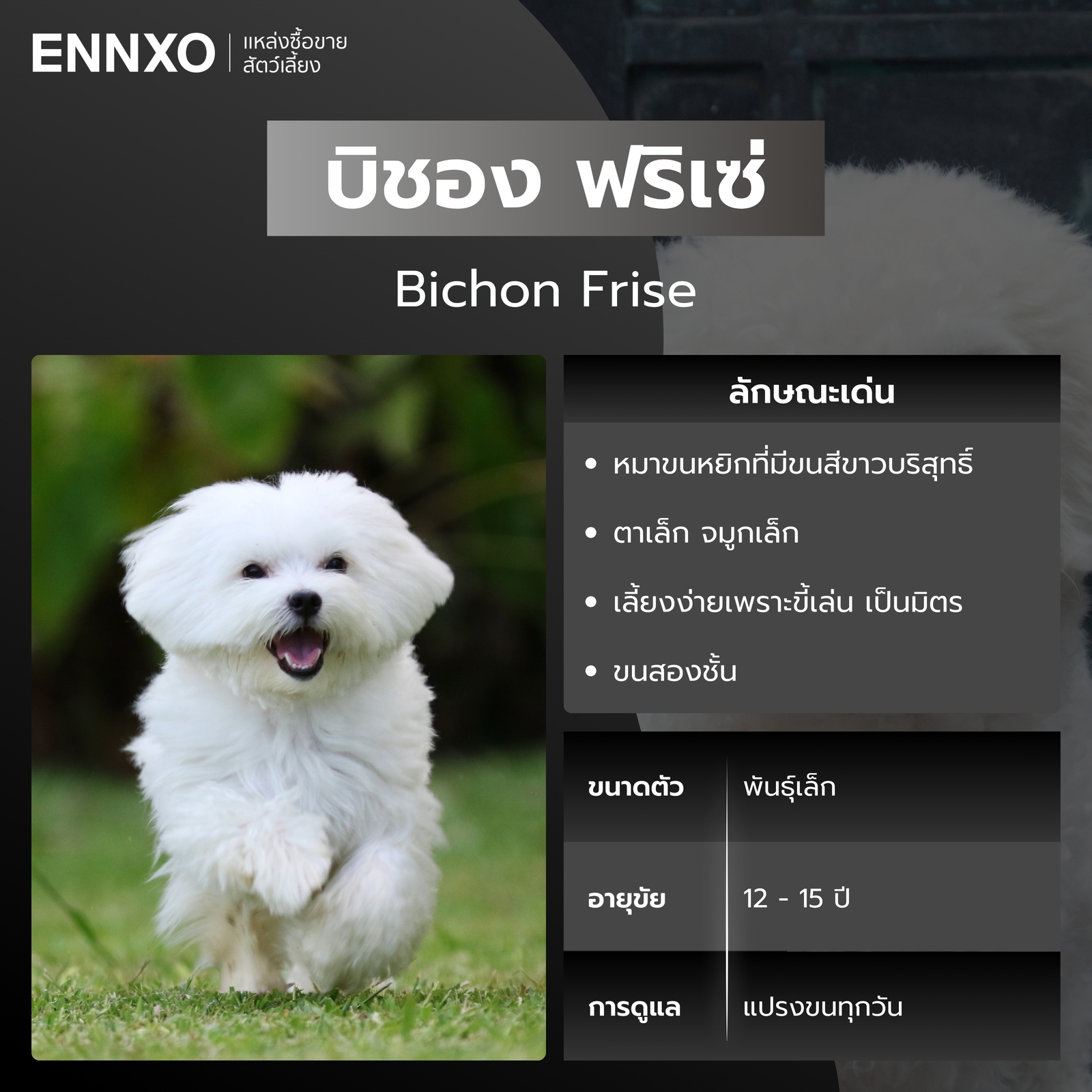 สุนัขบิชอง ฟริเซ่ หมาขนหยิก