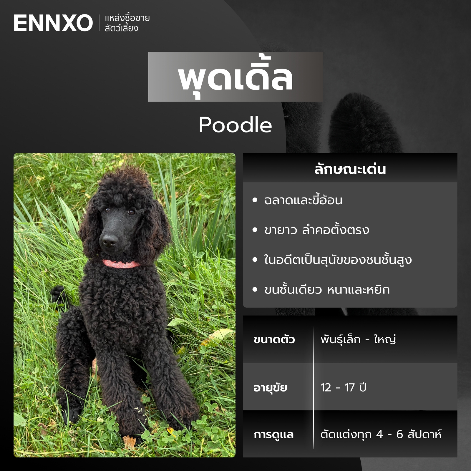 สุนัขพุดเดิ้ล หมาขนหยิก