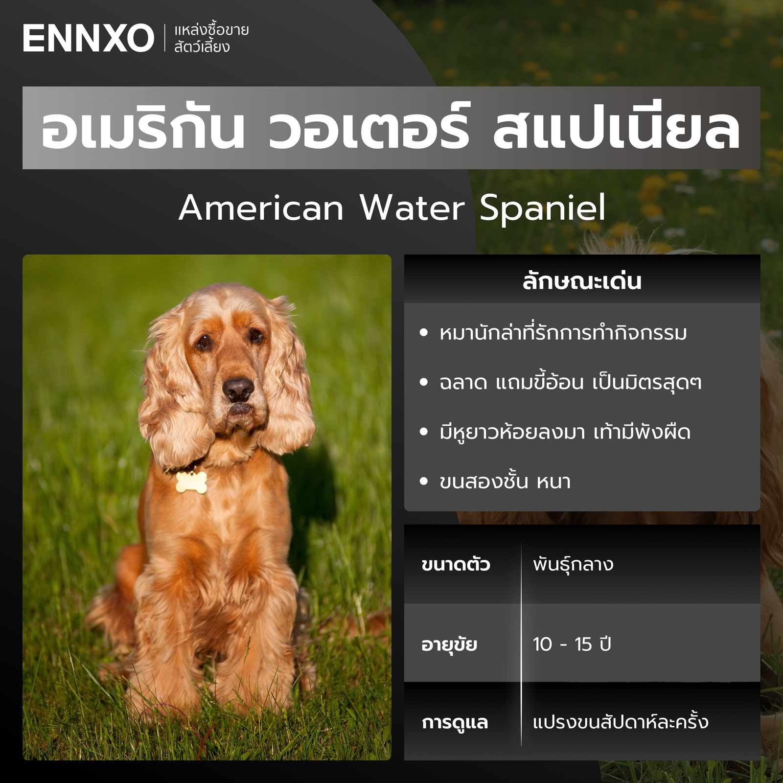 สุนัขอเมริกัน วอเตอร์ สแปเนียล หมาขนหยิก
