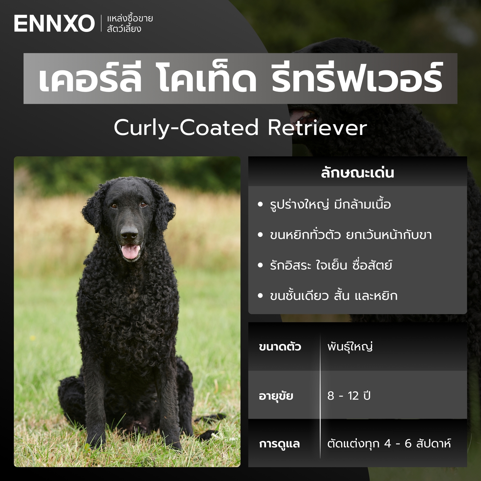 สุนัขเคอร์ลี โคเท็ด รีทรีฟเวอร์ หมาขนหยิก