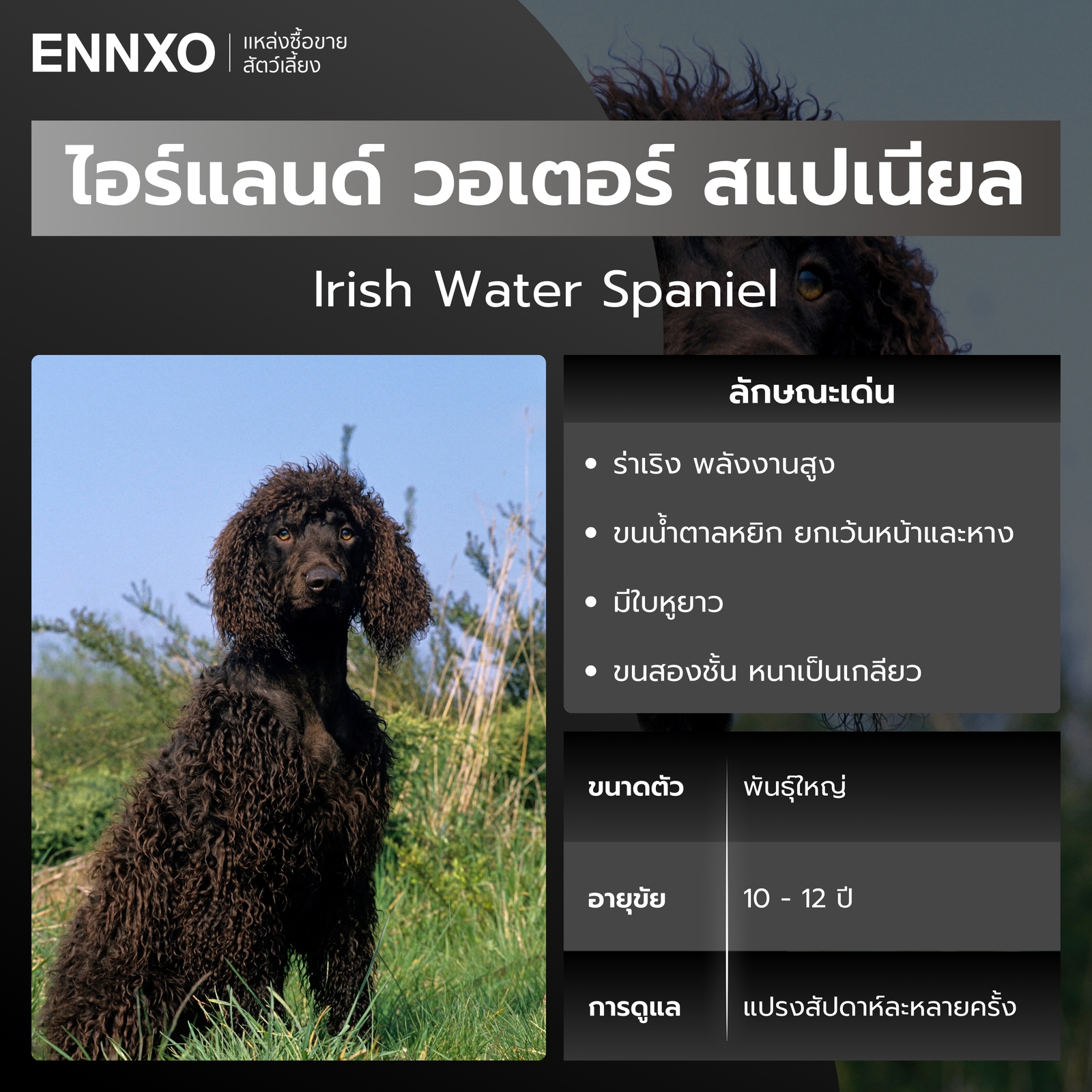 สุนัขไอร์แลนด์ วอเตอร์ สแปเนียล หมาขนหยิก