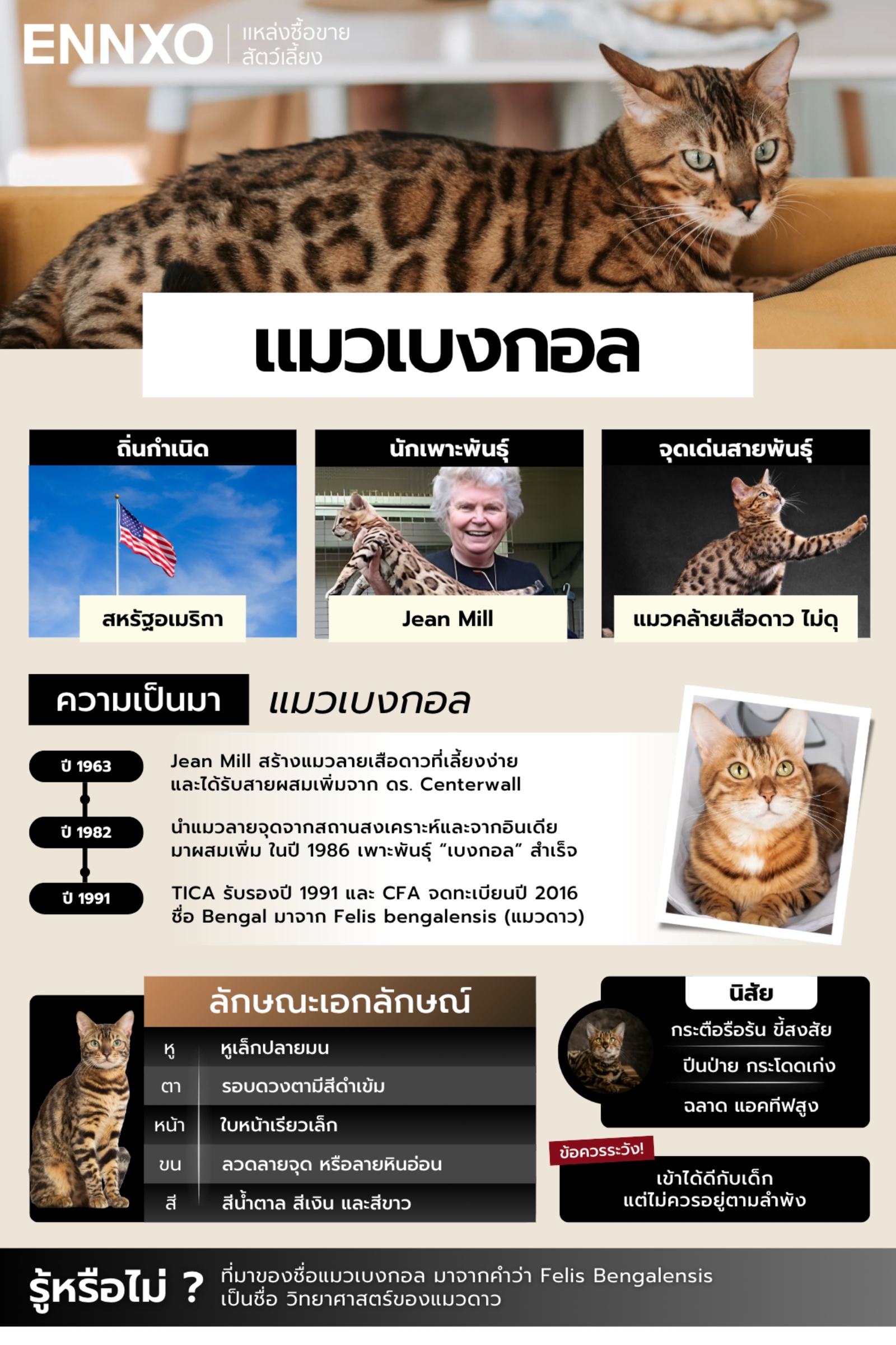 ลักษณะและนิสัยแมวเบงกอล