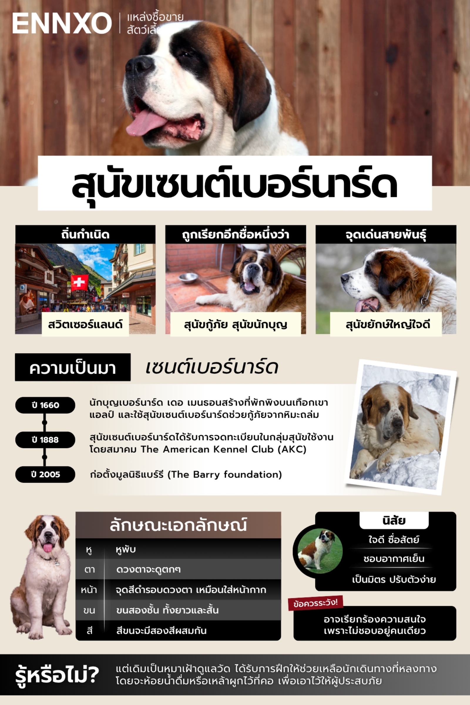 สุนัขเซนต์เบอร์นาร์ด ข้อมูลลักษณะ นิสัย ประวัติ