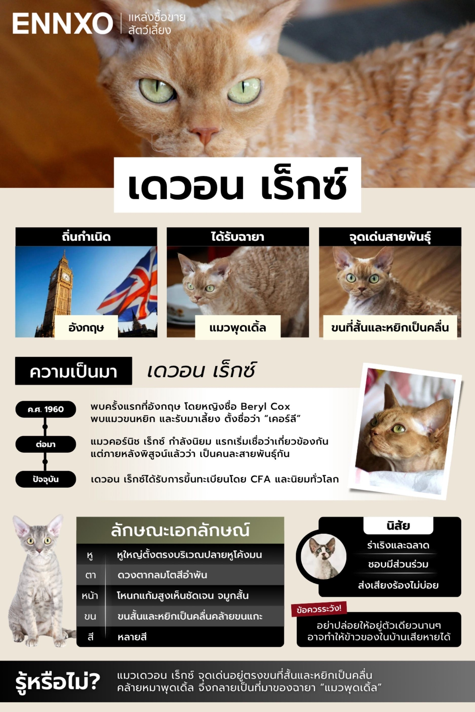 สรุปข้อมูลแมวเดวอน เร็กซ์