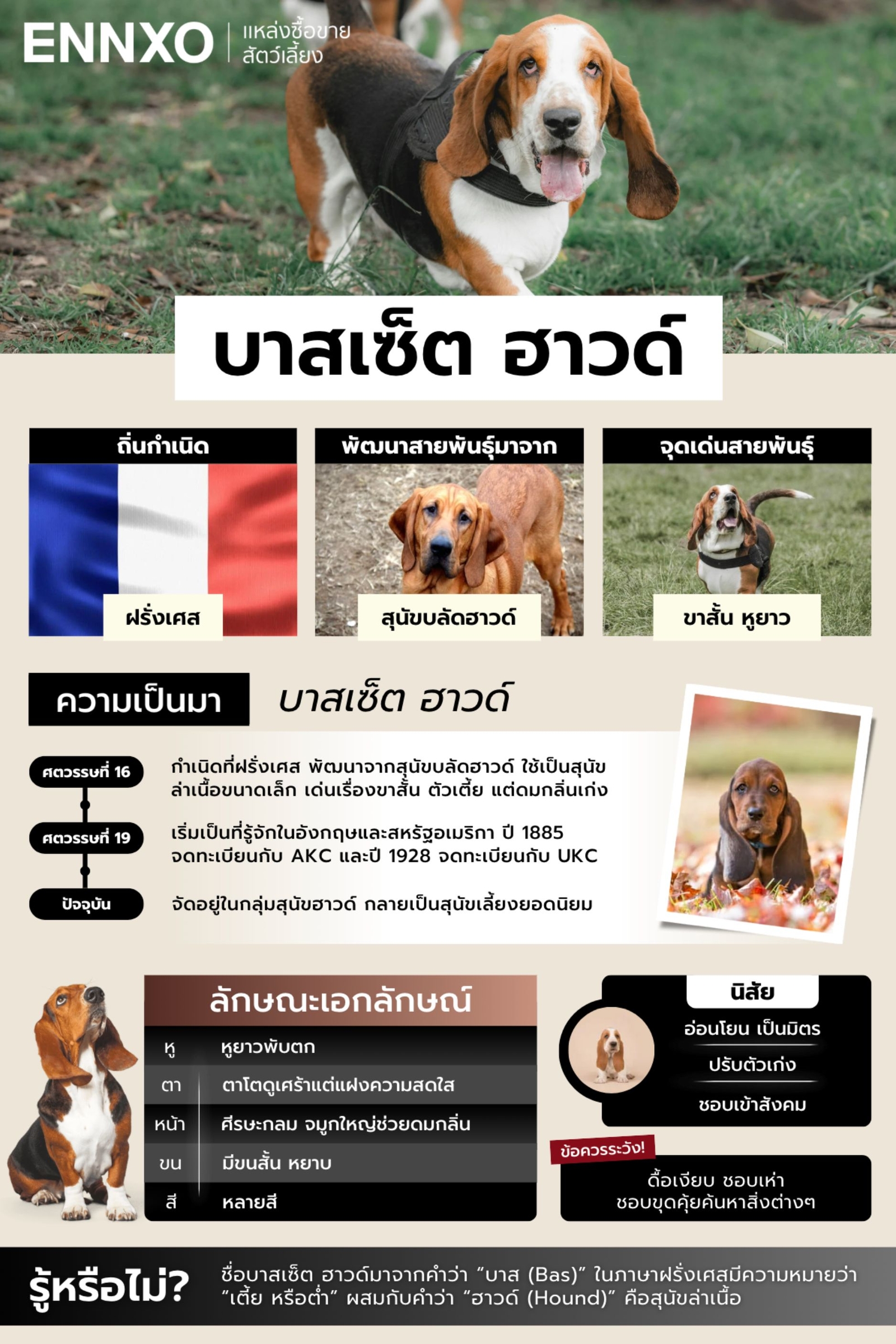 สรุปข้อมูลบาสเซ็ต ฮาวด์