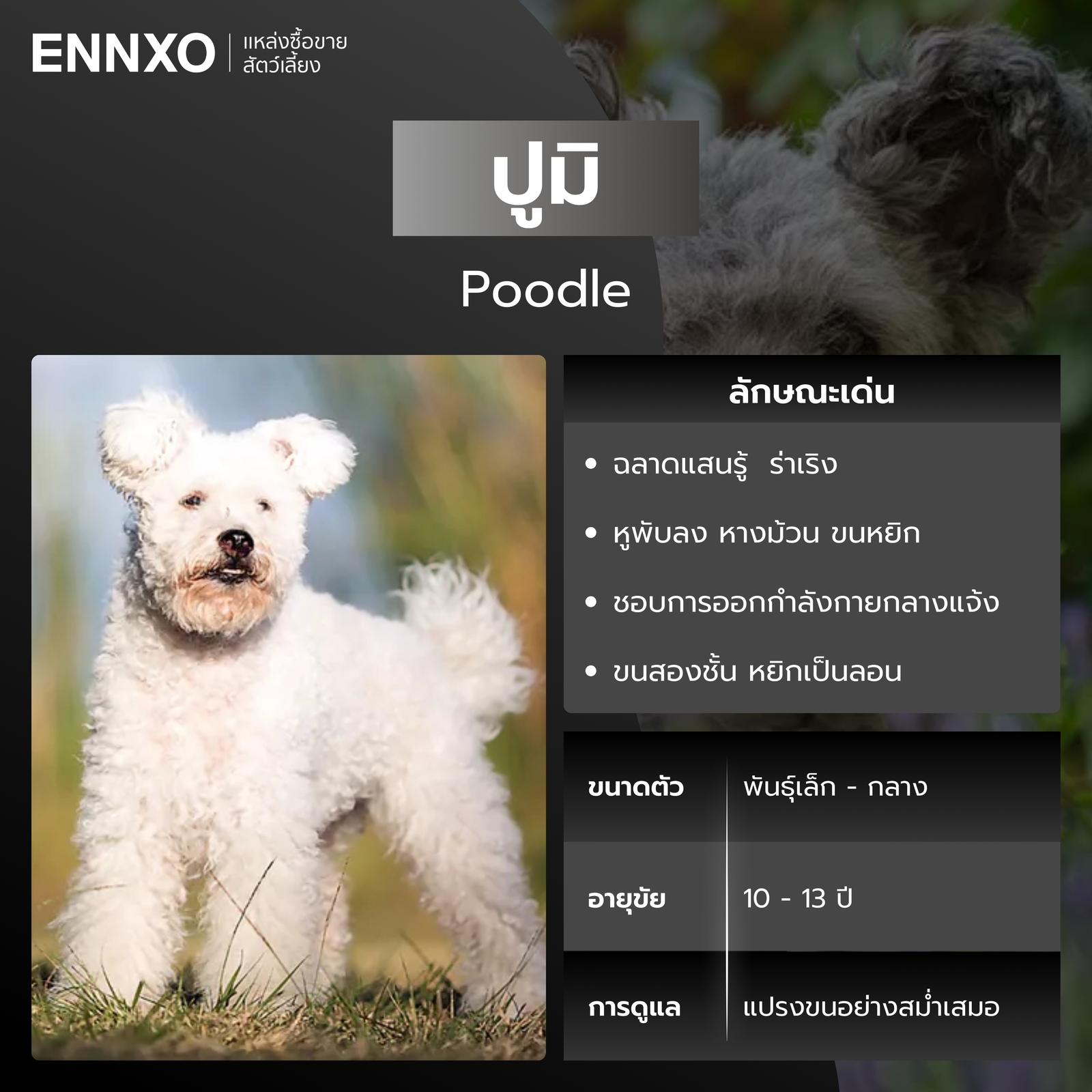 สุนัขปูมิ สุนัขขนหยิก