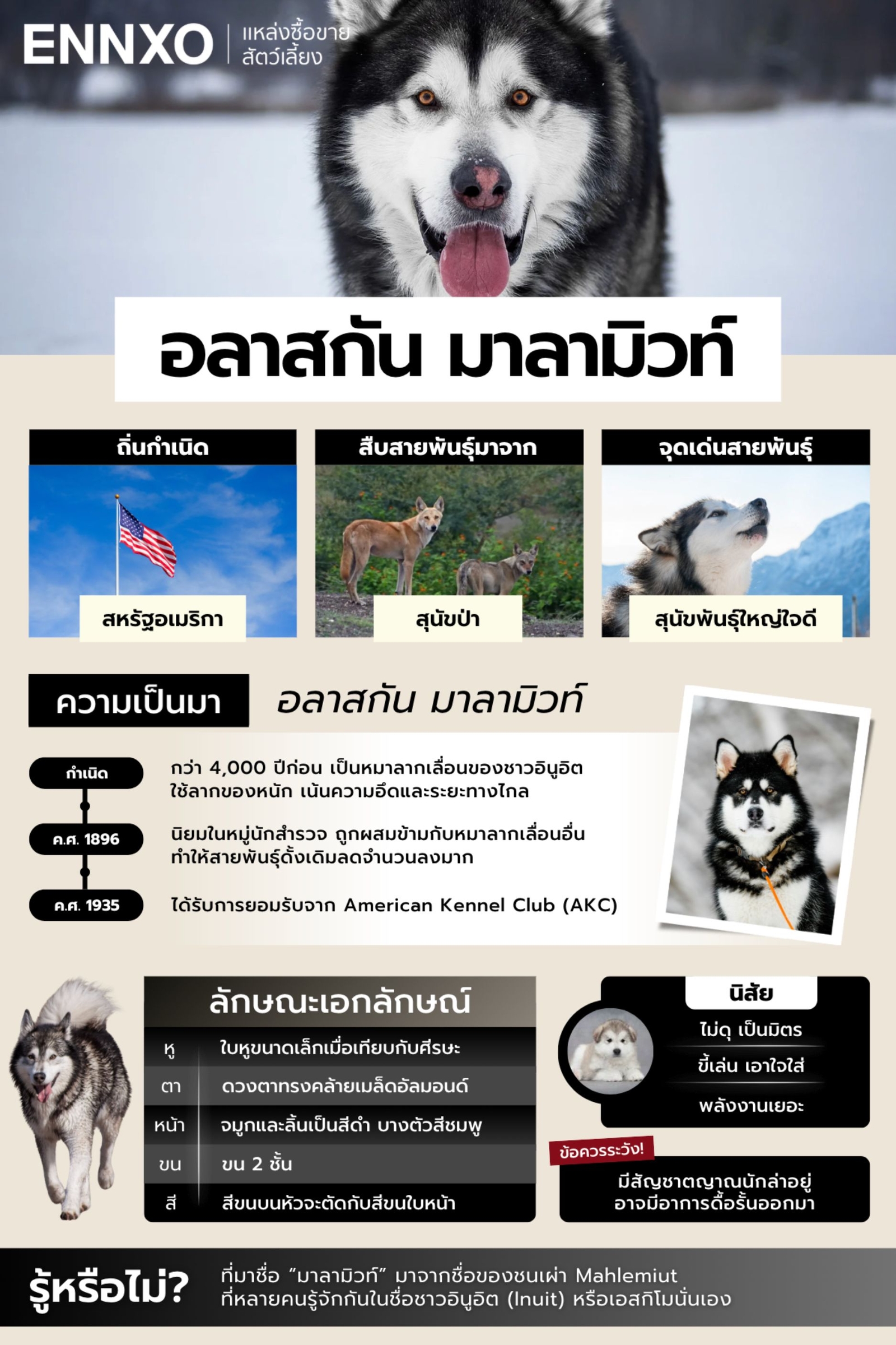 ข้อมูลหมาอลาสกัน มาลามิวท์