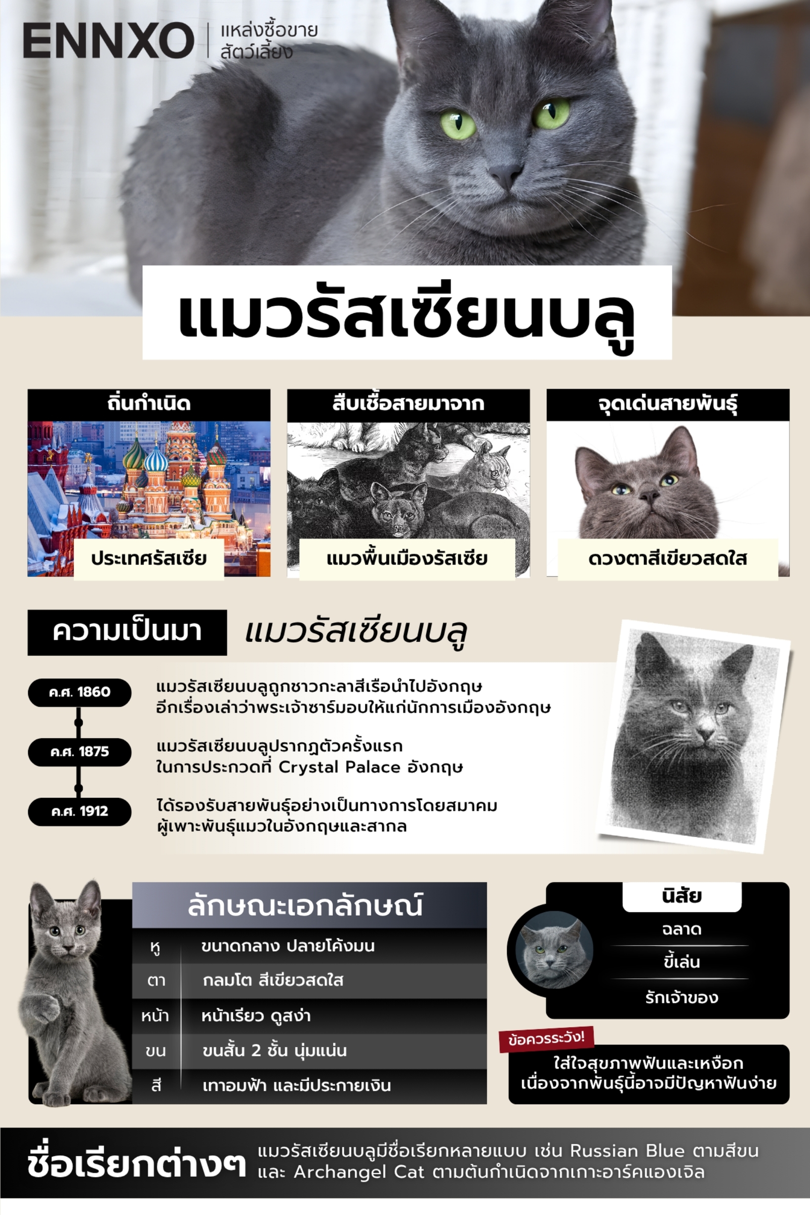 ลักษณะ นิสัย ความเป็นมาของแมวรัสเซียนบลู
