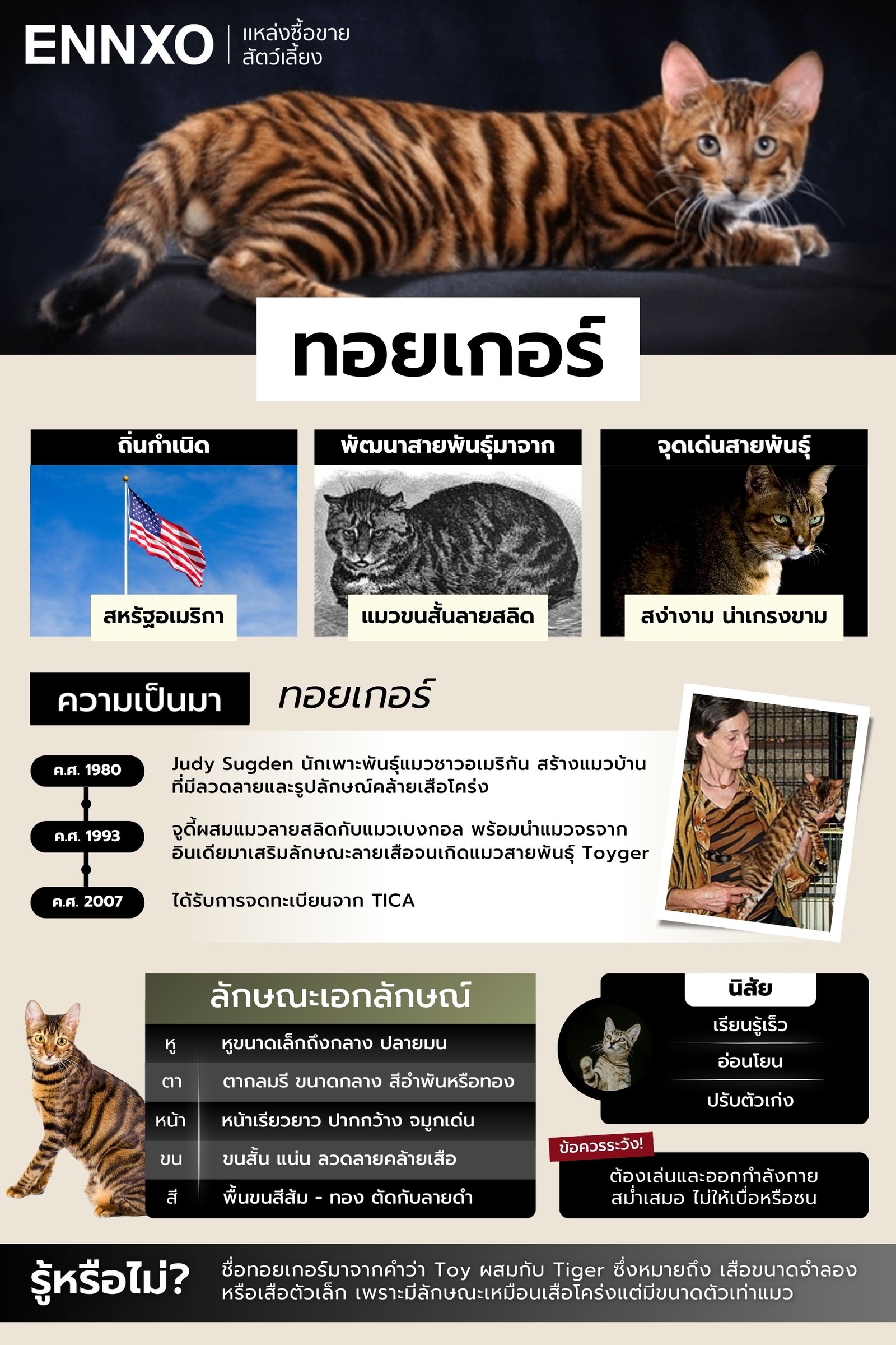 สรุปข้อมูลแมวทอยเกอร์