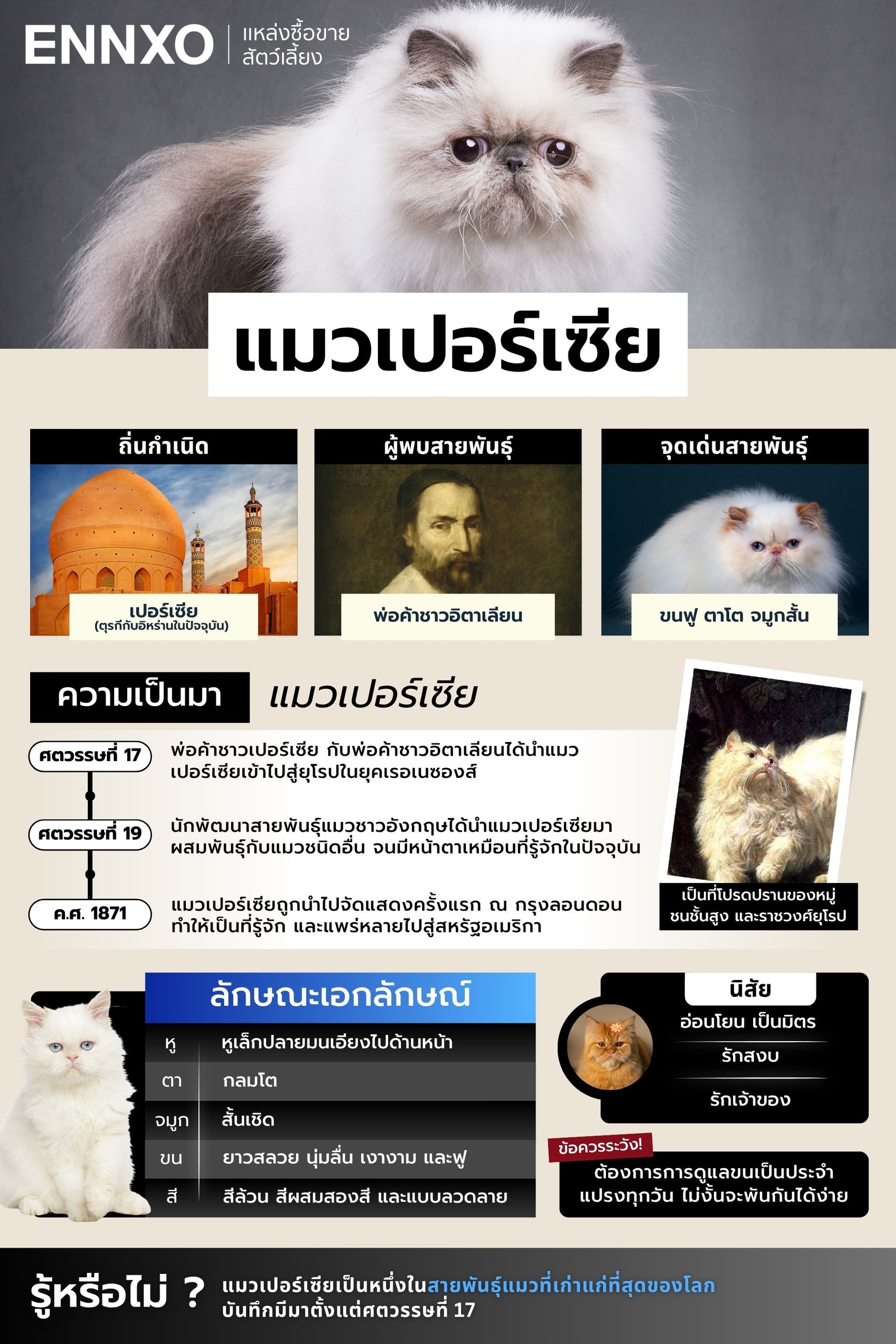 รู้จักแมวเปอร์เซีย Persian Cat