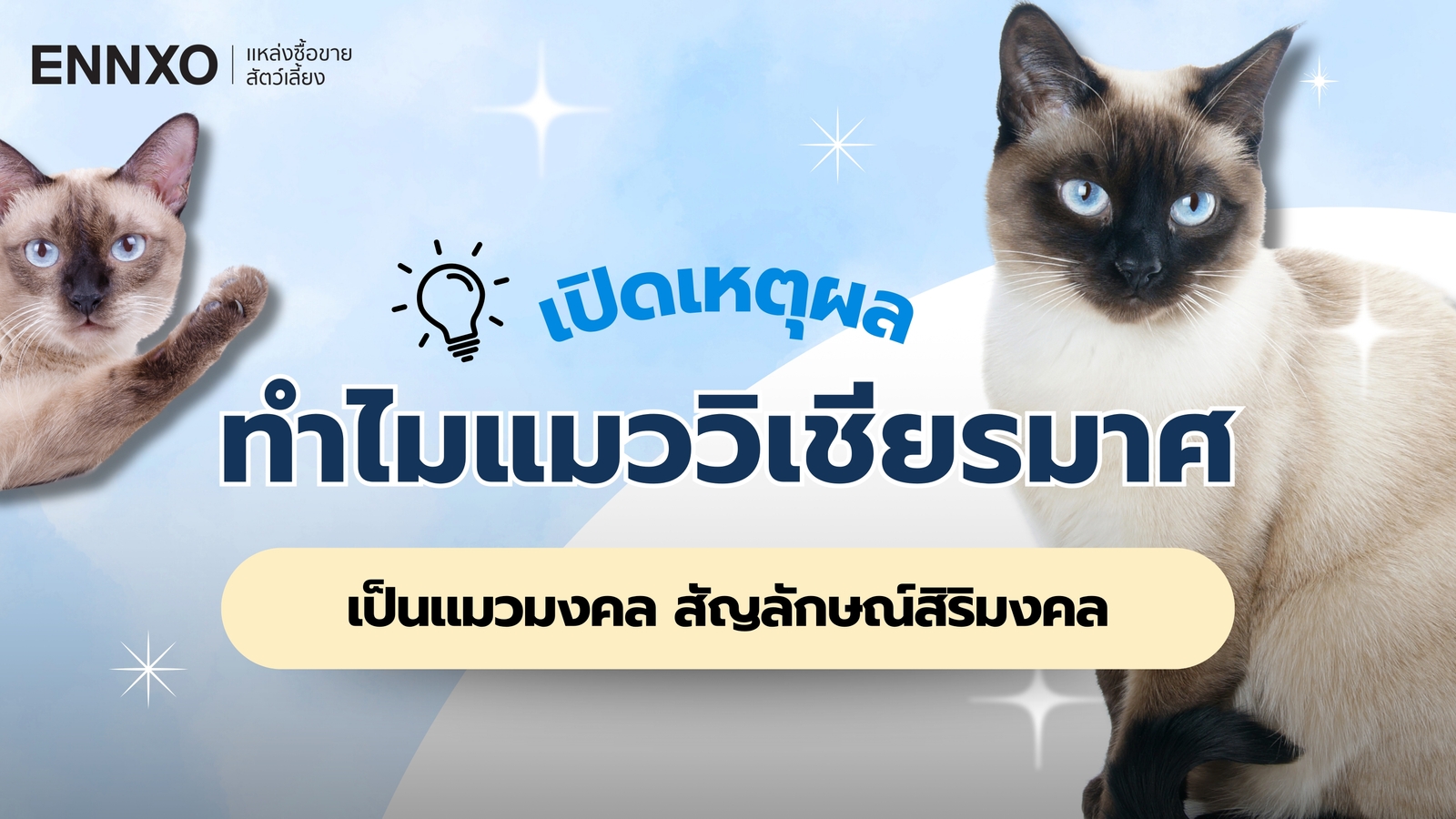 แมววิเชียรมาศ (Siamese Cat) กับความเชื่อโบราณว่าเป็นแมวไทยนำโชค
