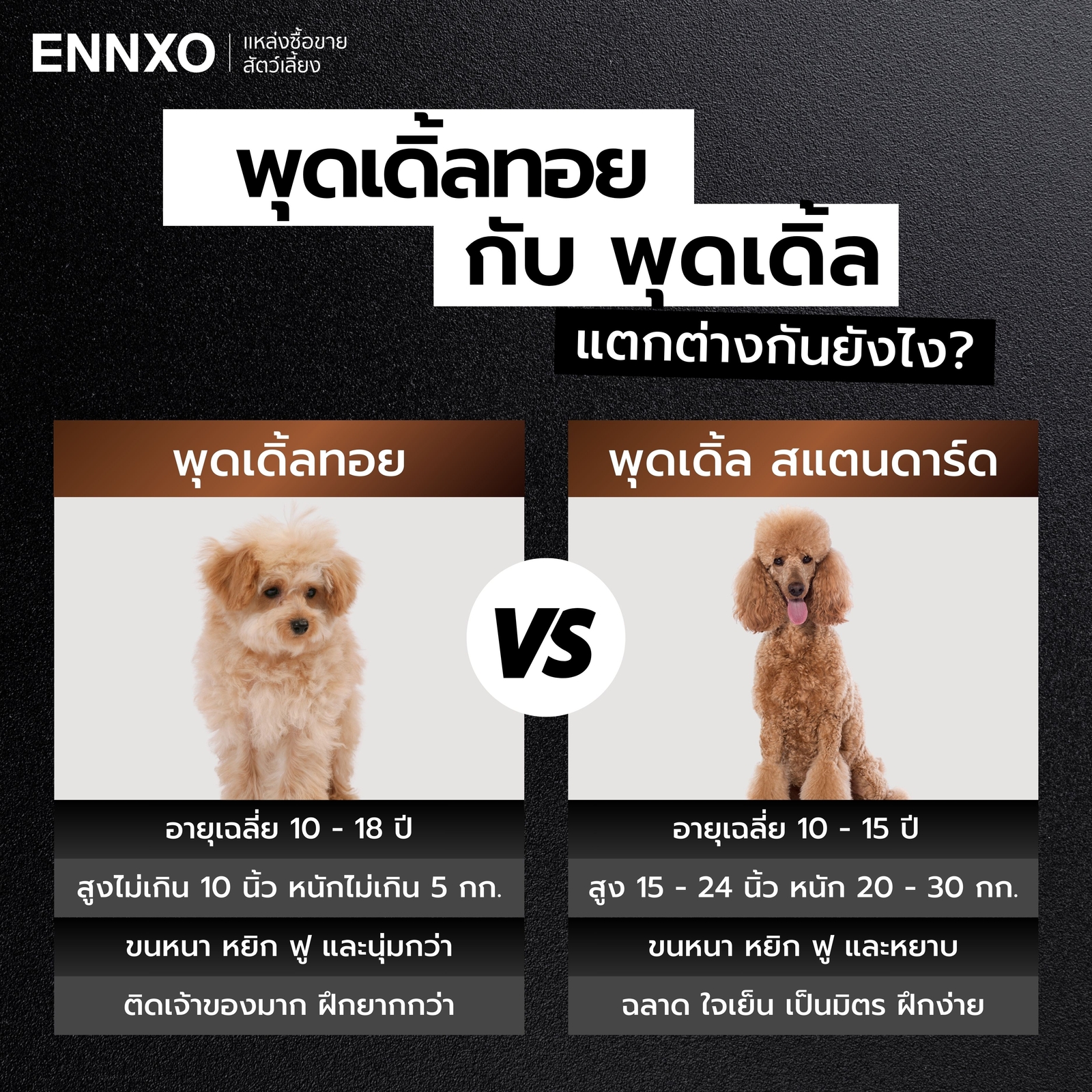 ความแตกต่างระหว่างพุดเดิ้ลทอยกับพุดเดิ้ล