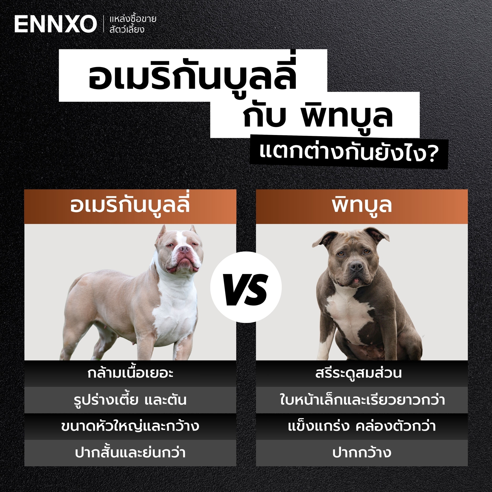 ความแตกต่างระหว่างอเมริกันบูลลี่ กับ พิทบูล