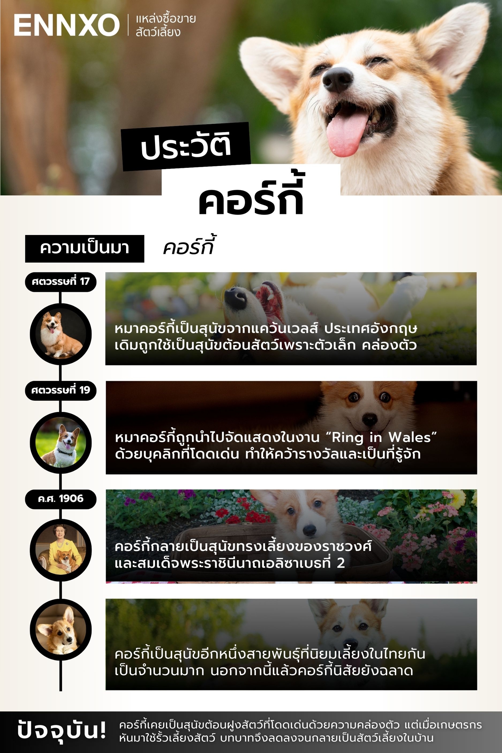 คอร์กี้ ประวัติความเป็นมาอย่างไร
