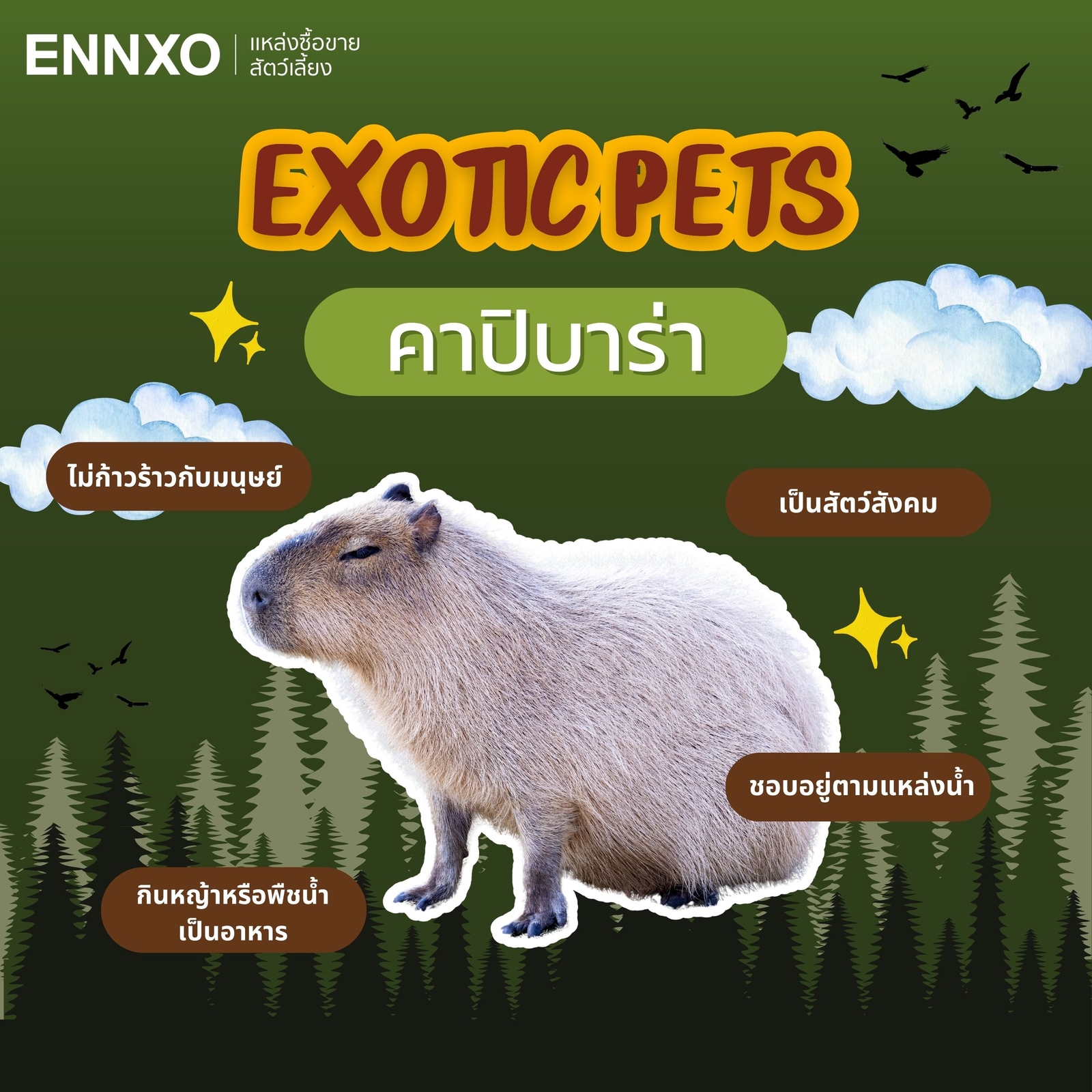 คาปิบาร่า Capybara เลี้ยงได้ สัตว์ Exotic