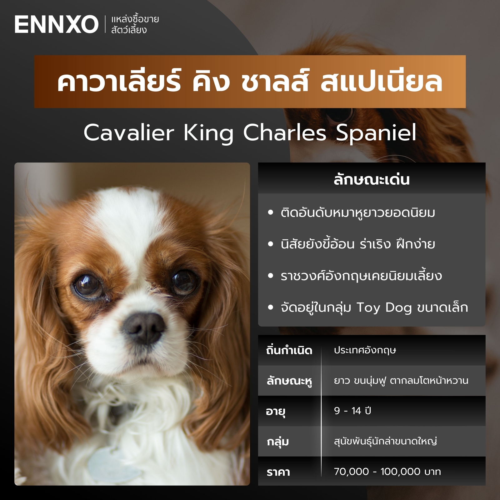 คาวาเลียร์ คิง ชาลส์ สแปเนียล สุนัขพันธุ์หูยาว