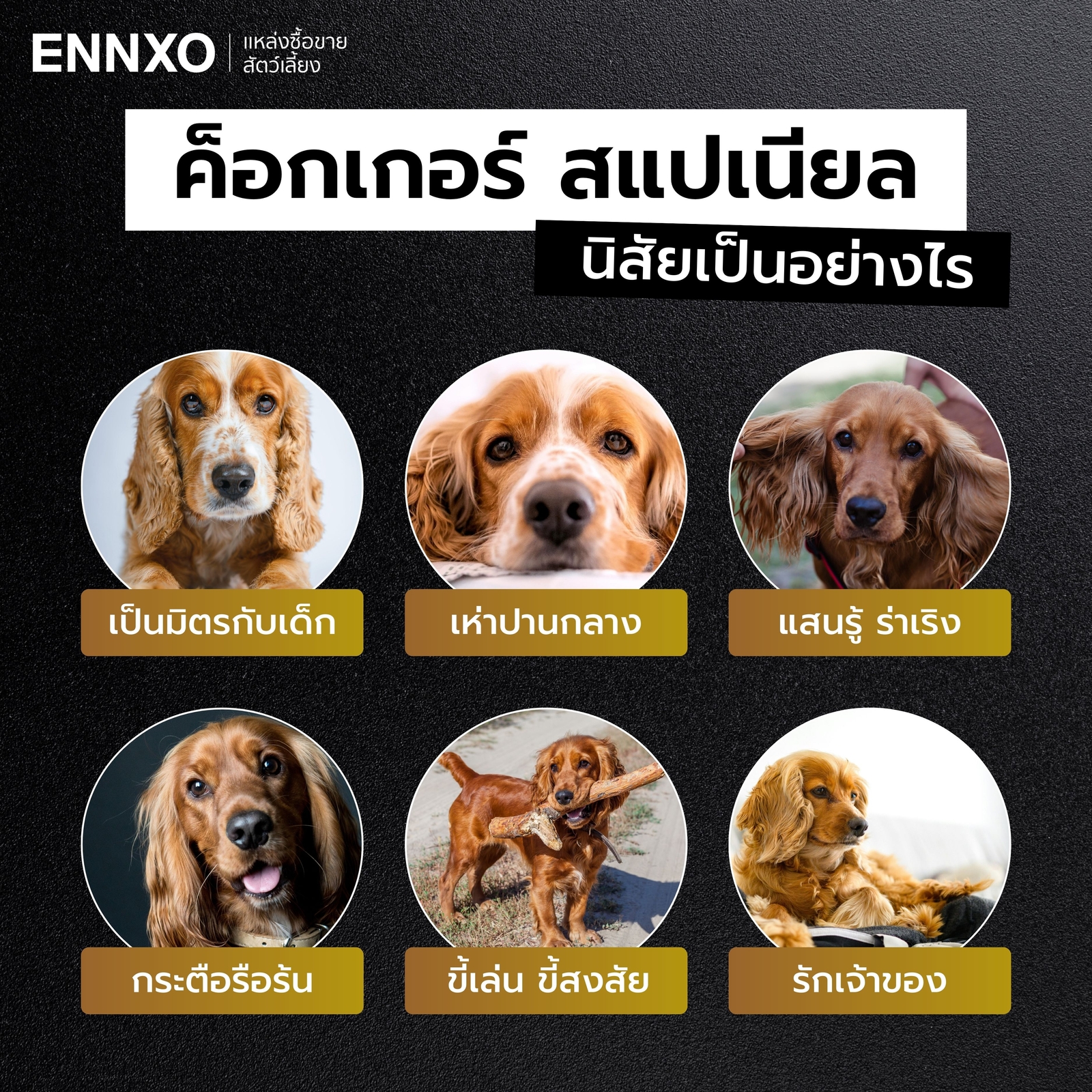 สุนัขค็อกเกอร์ สแปเนียล นิสัยเป็นยังไง