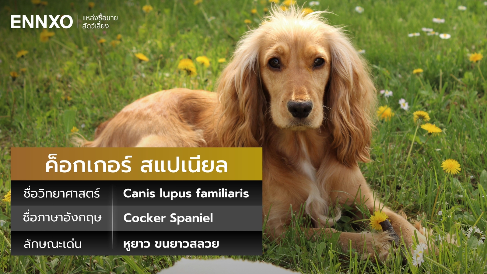 สุนัขค็อกเกอร์ สแปเนียล ภาษาอังกฤษ