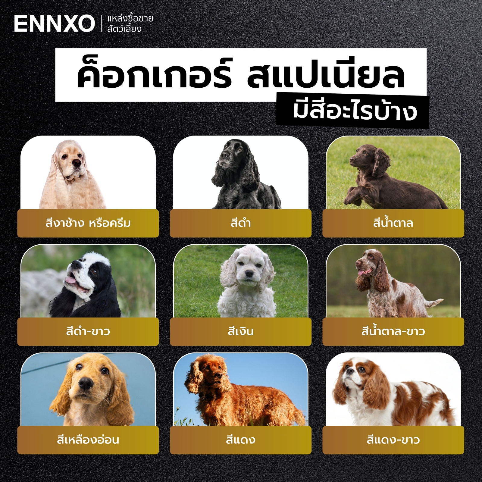 ค็อกเกอร์ สแปเนียล มีสีอะไรบ้าง