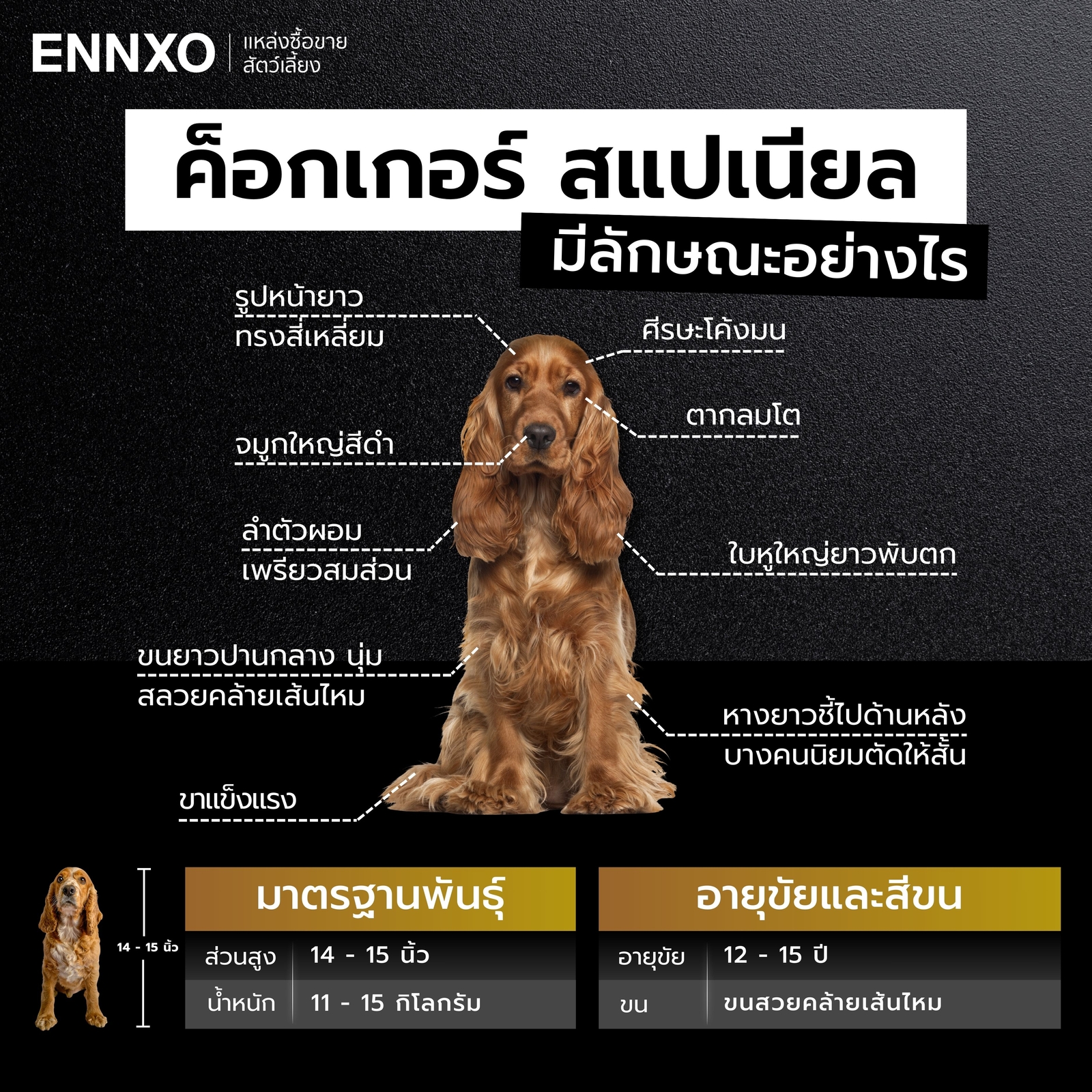 สุนัขค็อกเกอร์ สแปเนียล ลักษณะทั่วไป