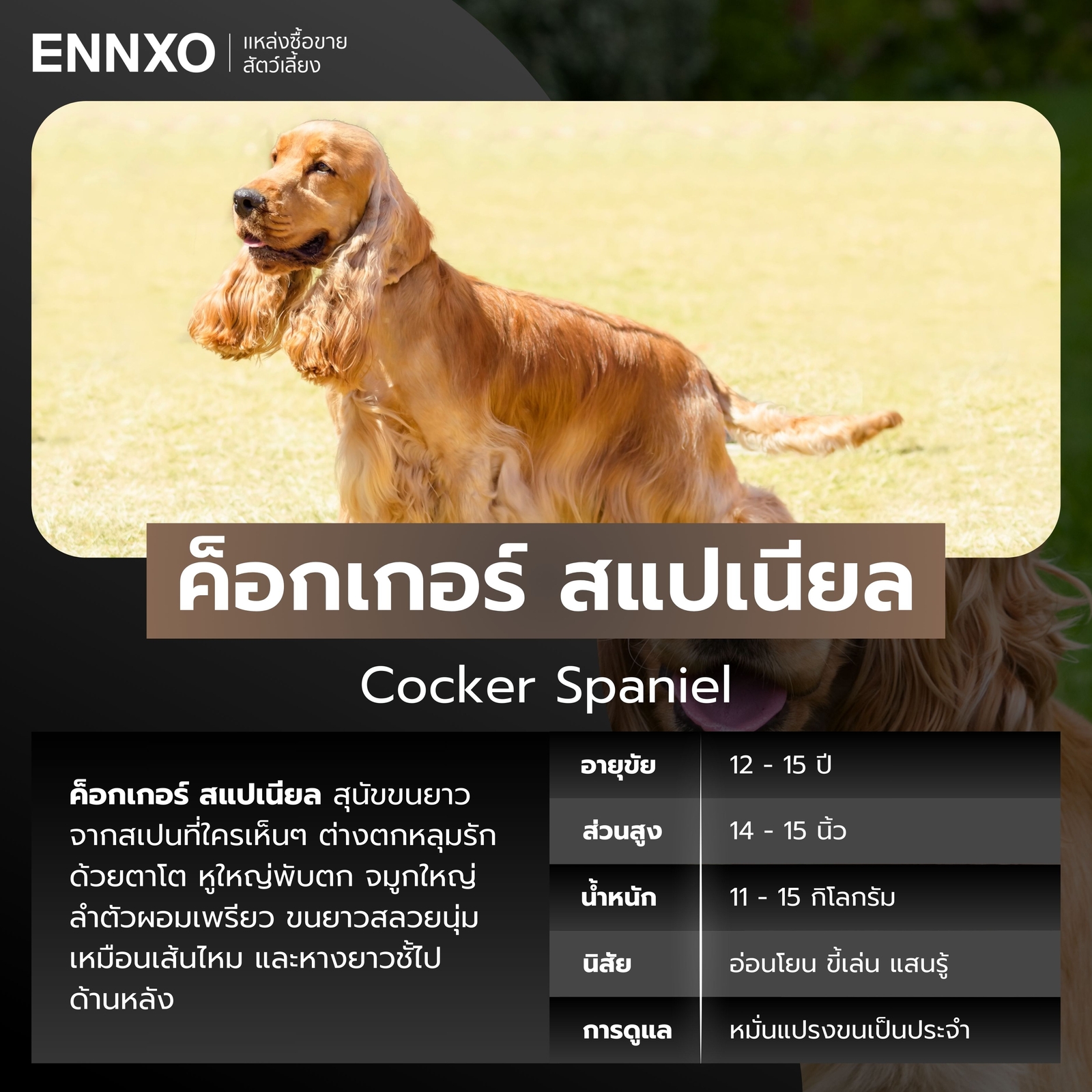 ค็อกเกอร์ สแปเนียล สายพันธุ์สุนัขขนยาว
