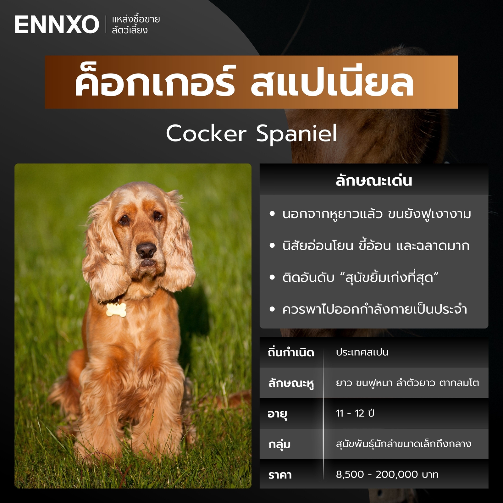 ค็อกเกอร์ สแปเนียล สุนัขพันธุ์หูยาว