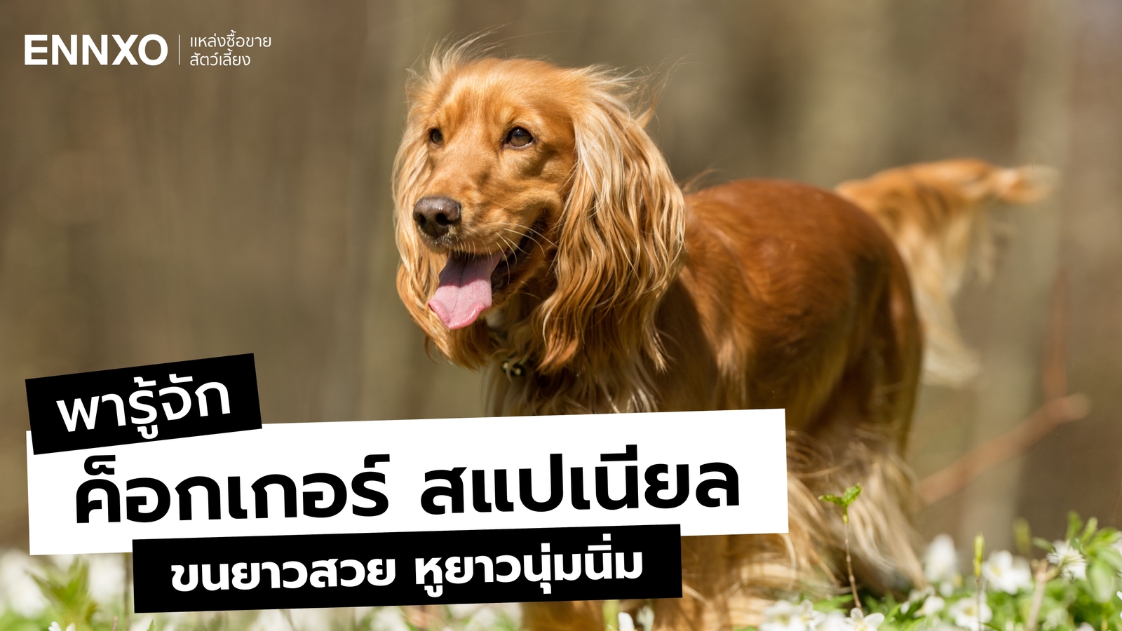 รู้จักค็อกเกอร์ สแปเนียล เลี้ยงยากไหม อุปนิสัยเป็นยังไง