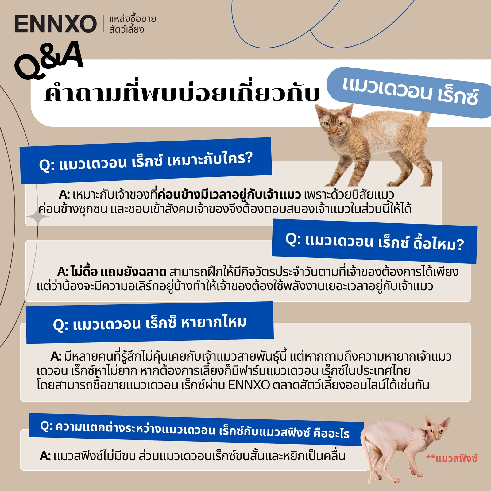 คำถามที่พบบ่อยเกี่ยวกับแมวเดวอน เร็กซ์