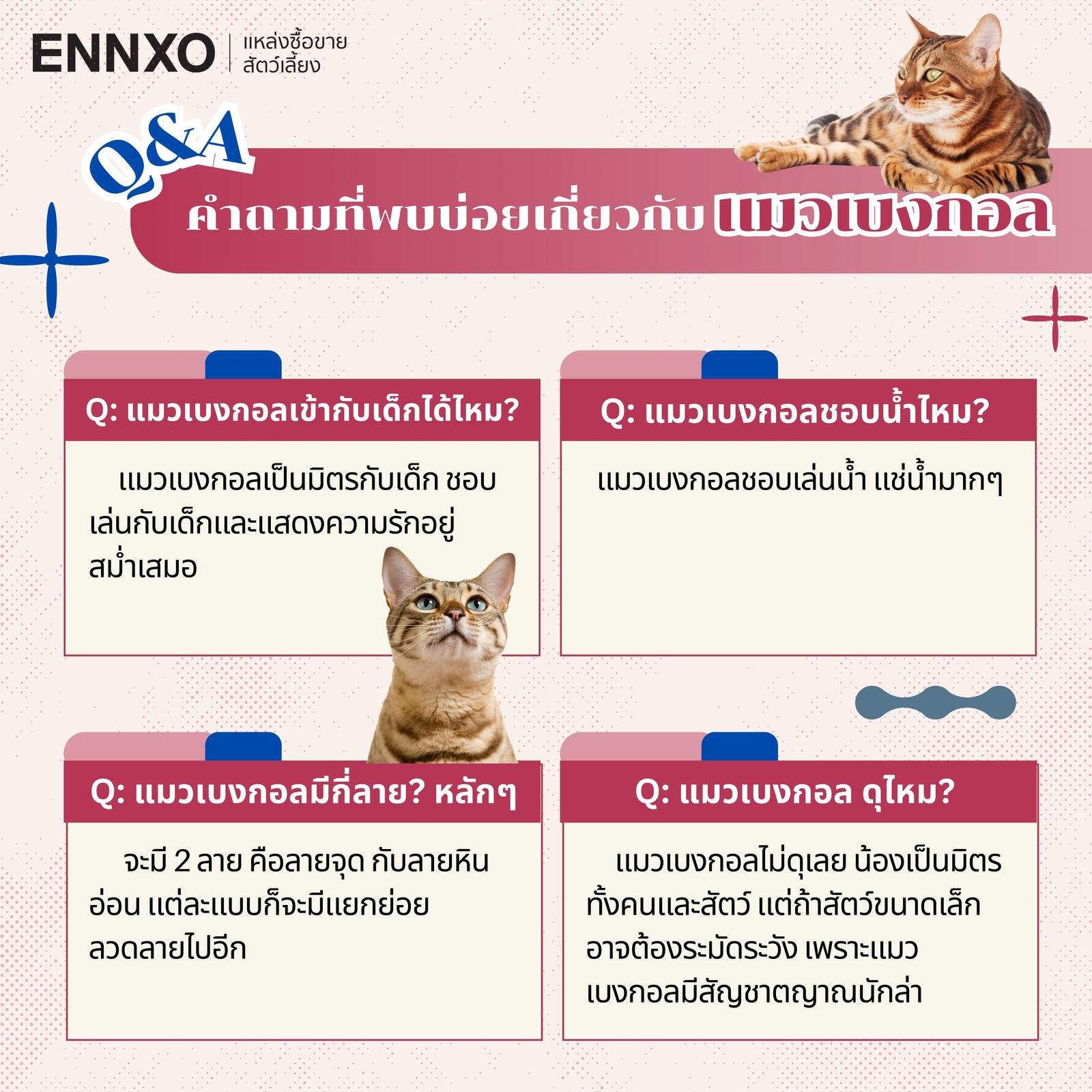 ข้อมูลเกี่ยวกับแมวเบงกอล (Bengal Cat)