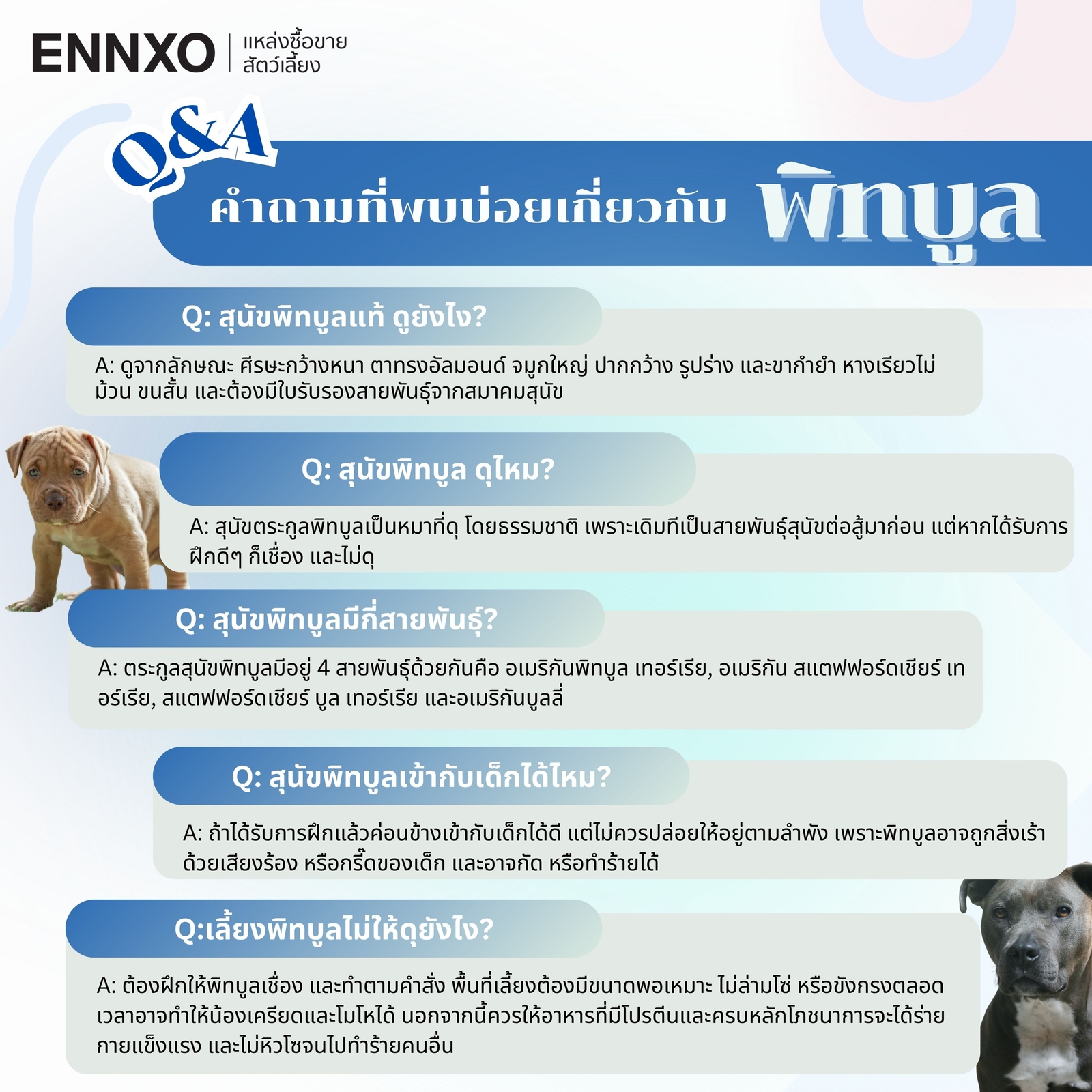 รวมคำถามเกี่ยวกับพิทบูล