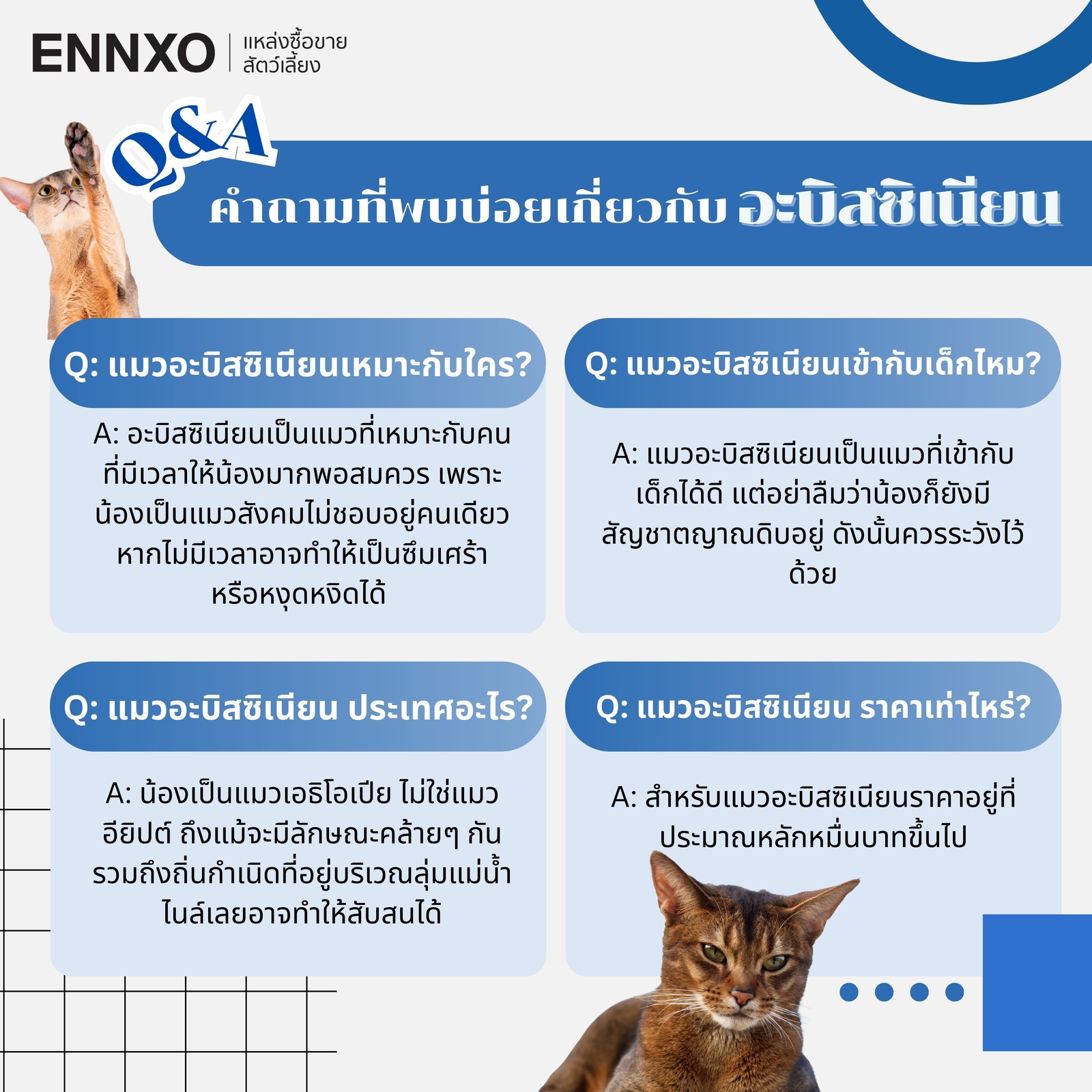 ถามตอบ คำถามเกี่ยวกับแมวอะบิสซิเนียน