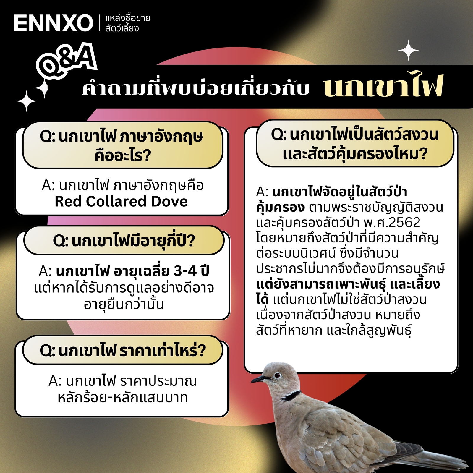 นกเขาไฟ เป็นสัตว์ป่าคุ้มครองไหม