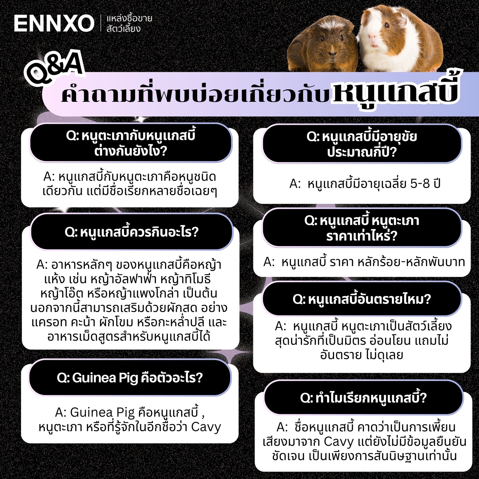 หนูแกสบี้ อายุขัย หนูตะเภา กินอะไร