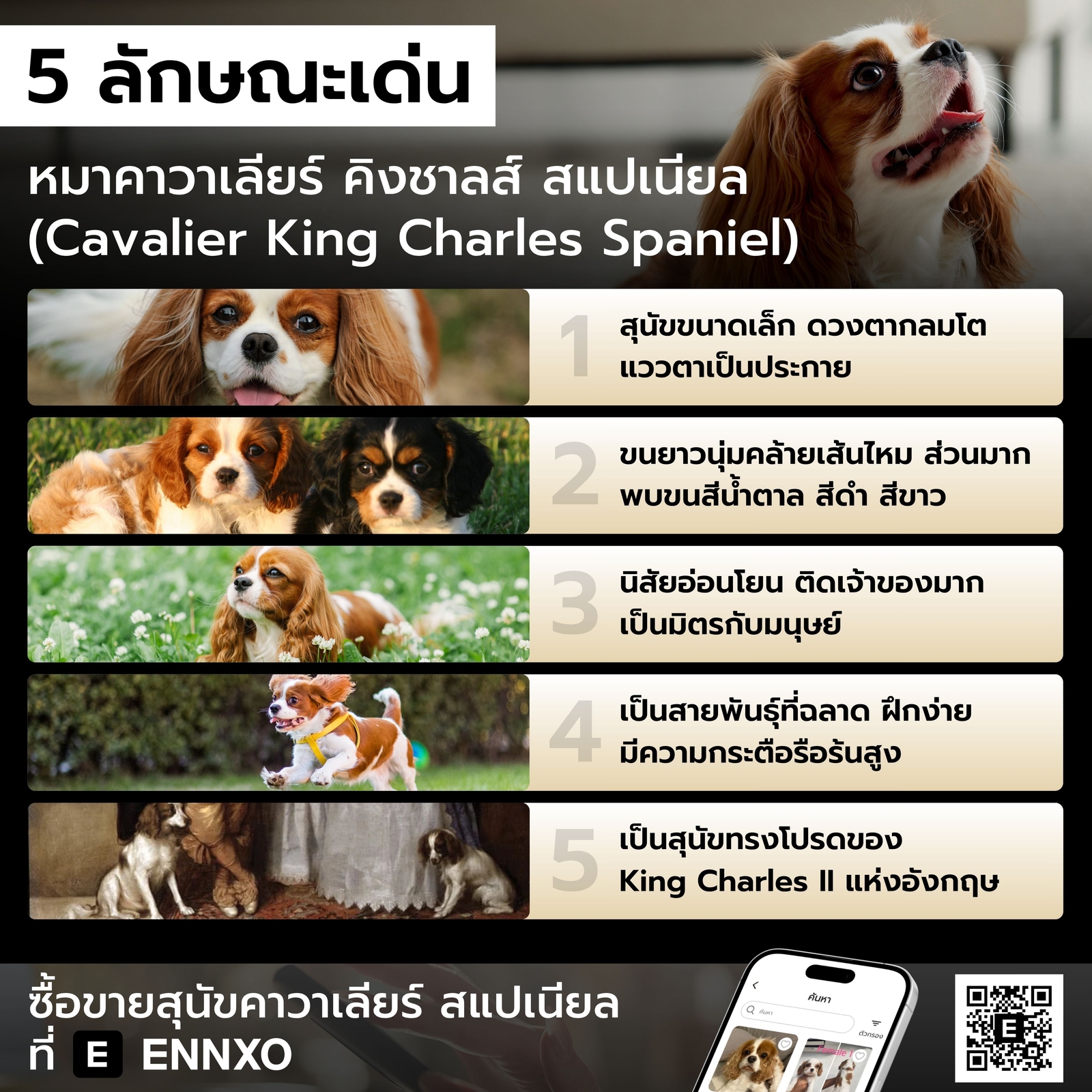 จุดเด่น Cavalier King Charles Spaniel