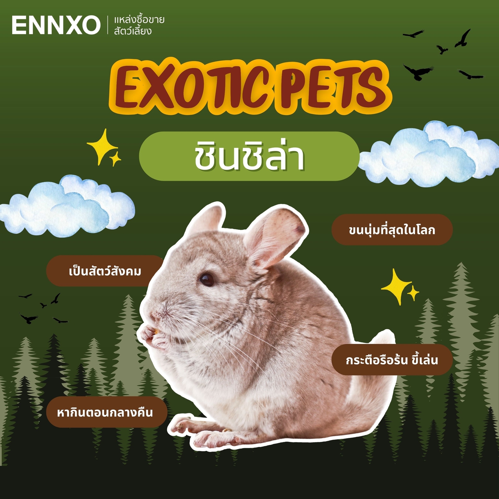 ชินชิล่า Chinchilla เลี้ยงได้ สัตว์เลี้ยงแปลกๆ