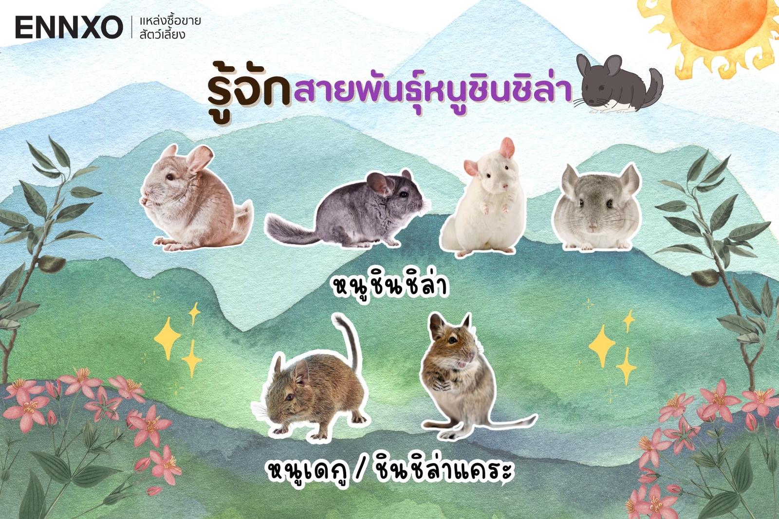 ชินชิล่า สายพันธุ์อะไรบ้าง