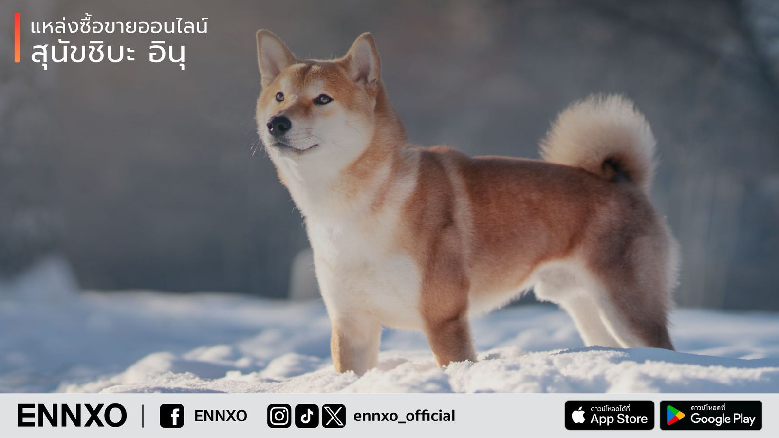 หมา Shiba Inu เป็นสุนัขสายพันธุ์เก่าแก่ของญี่ปุ่น