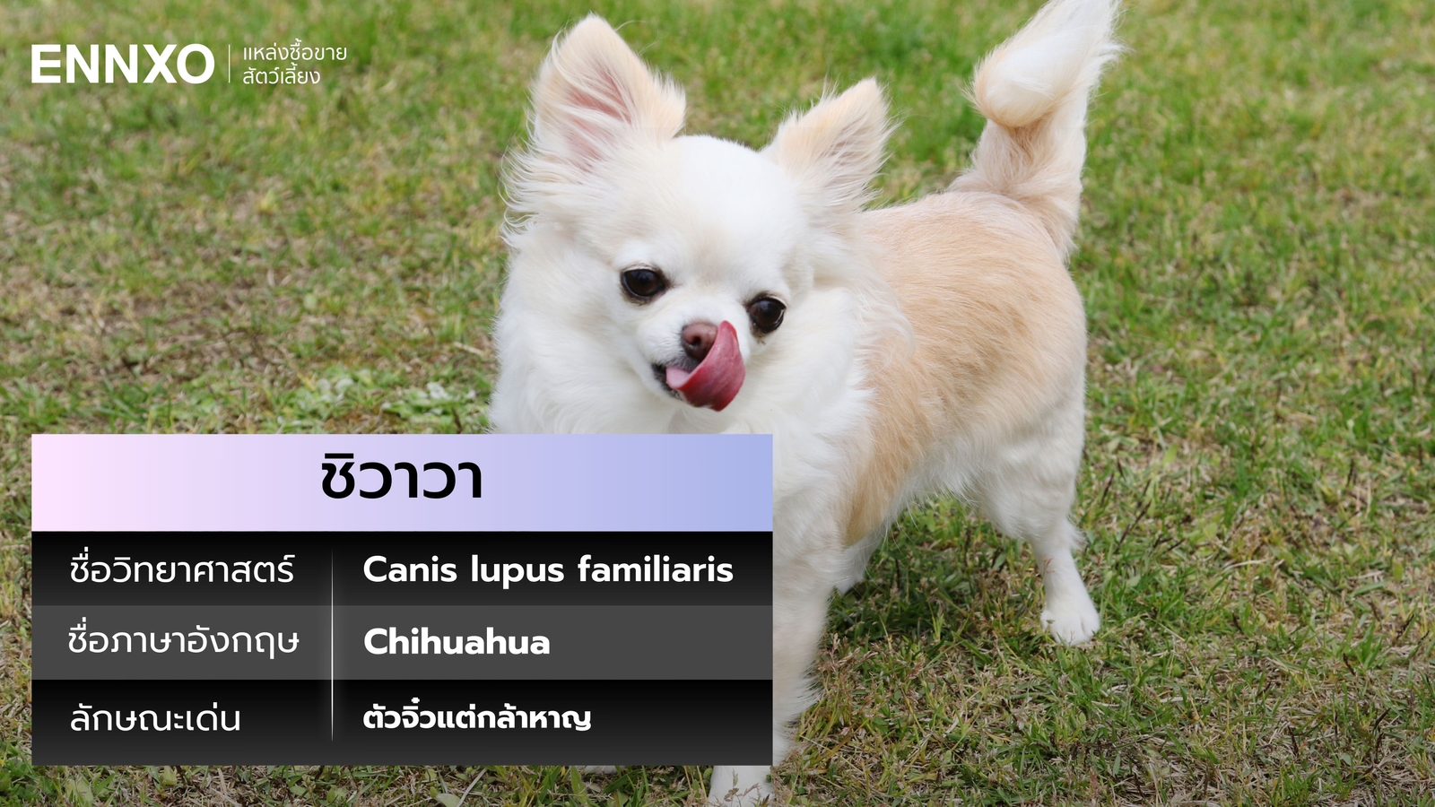 ชิวาวา ชื่อภาษาอังกฤษ