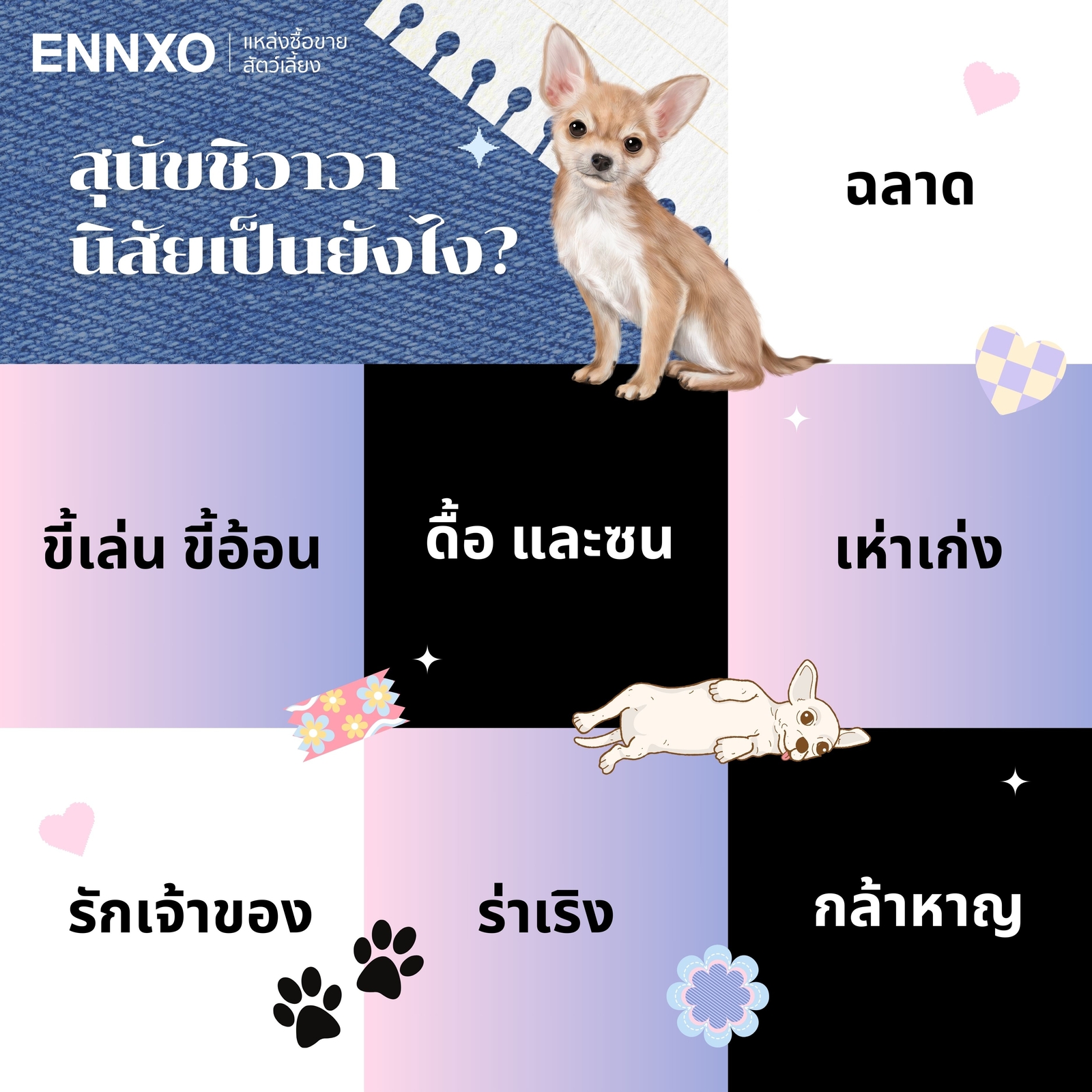 นิสัยของชิวาวา