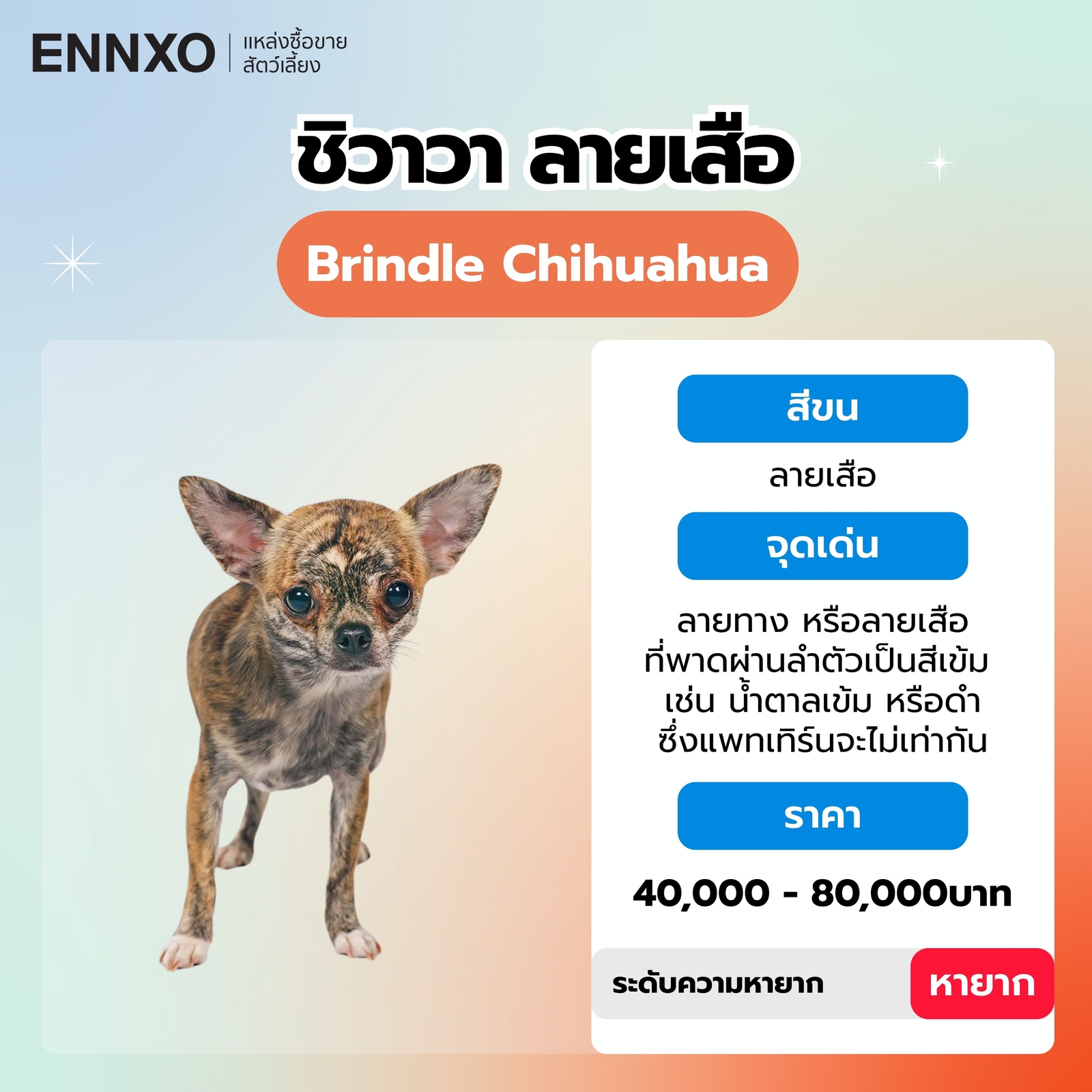 สุนัขชิวาวา ลายเสือ