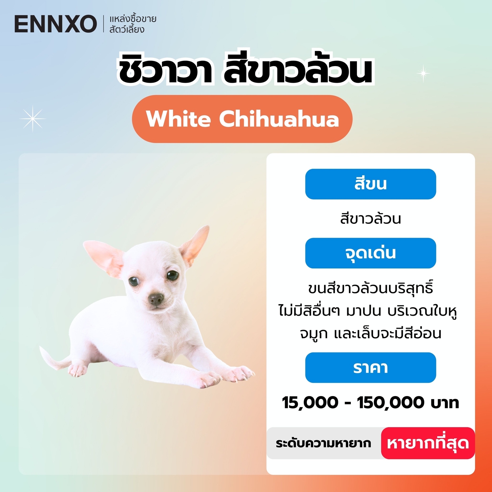 สุนัขชิวาวา สีขาวล้วน