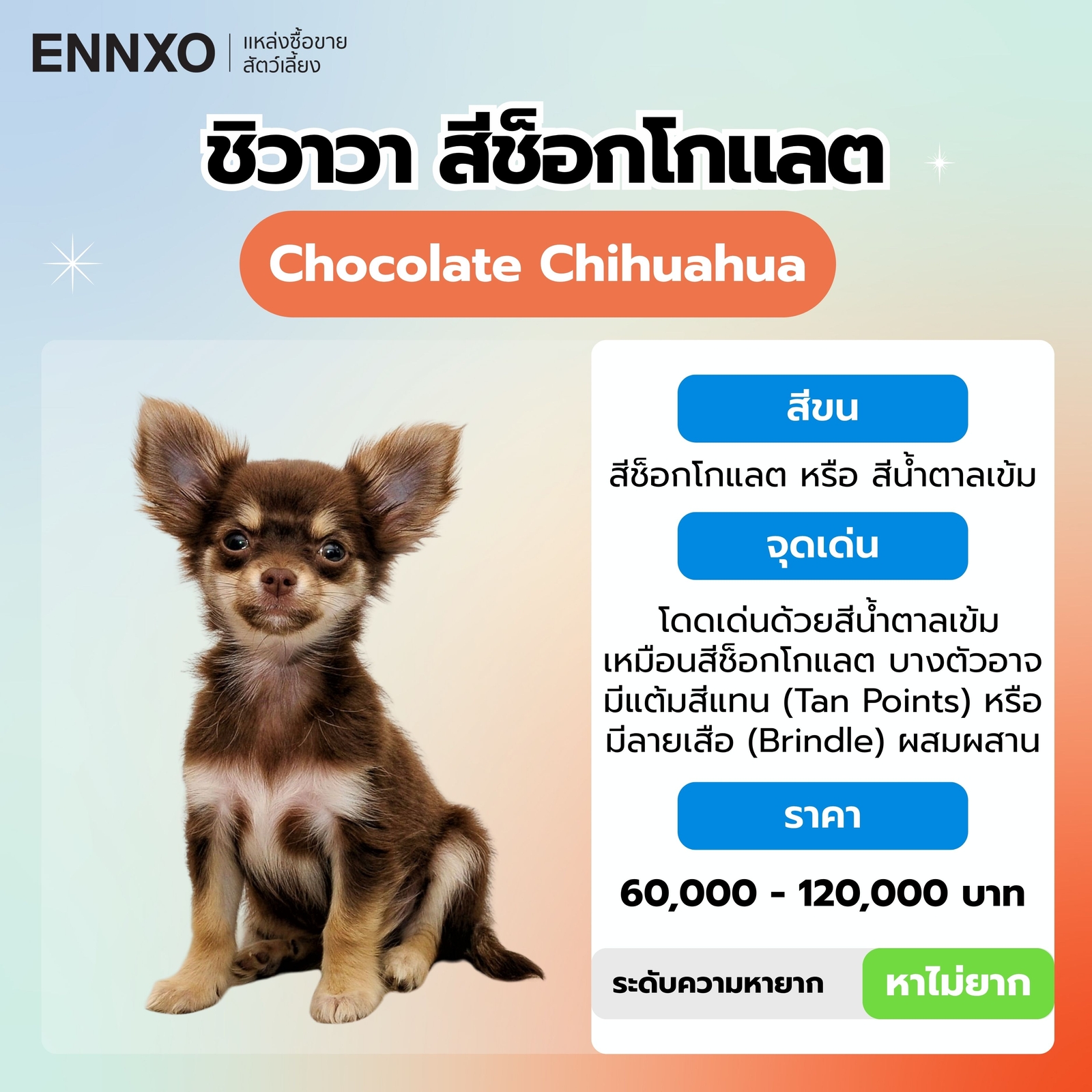 สุนัขชิวาวา สีช็อกโกแลต