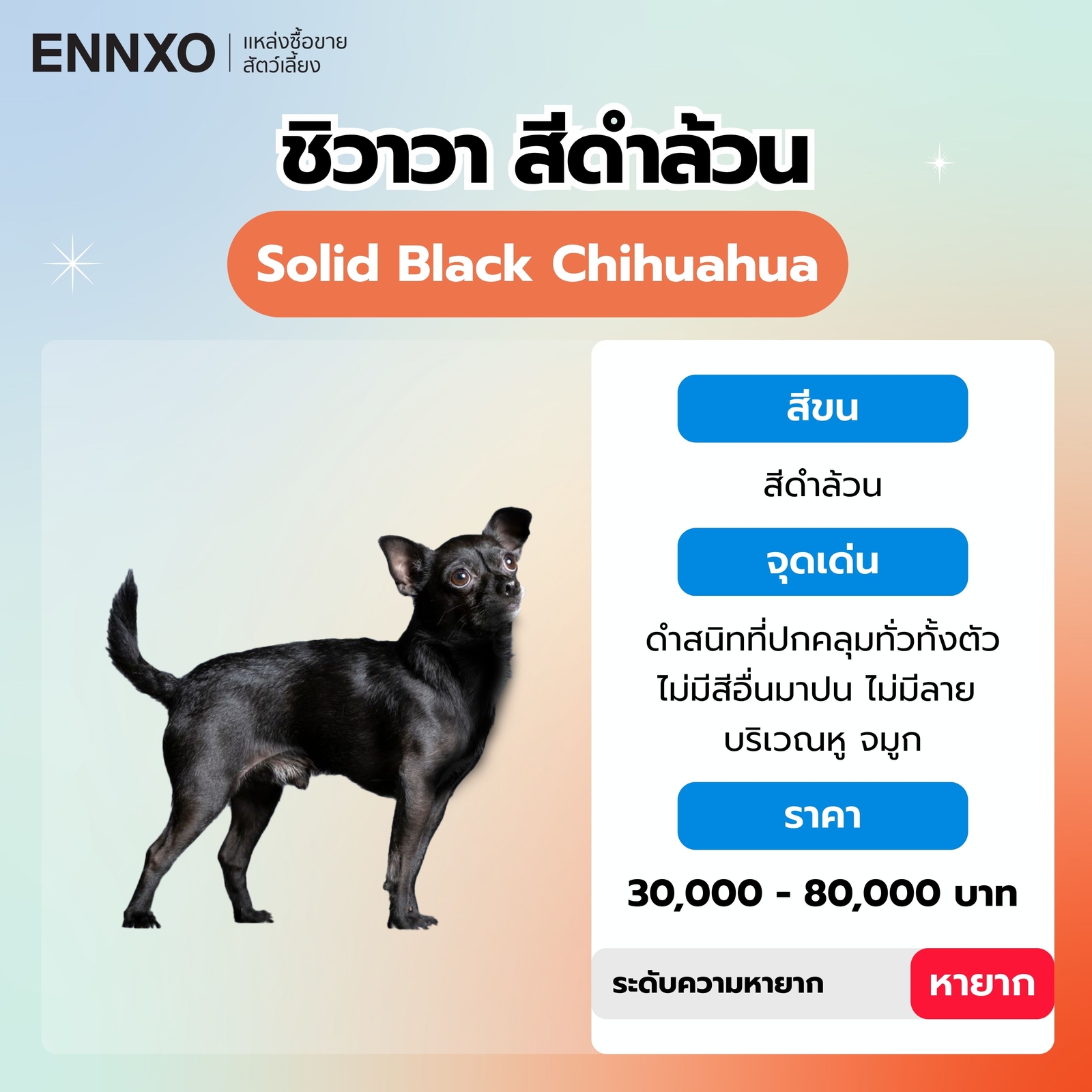 สุนัขชิวาวา สีดำล้วน