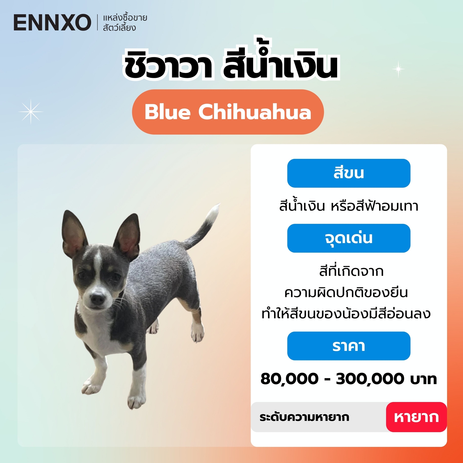 สุนัขชิวาวา สีน้ำเงิน